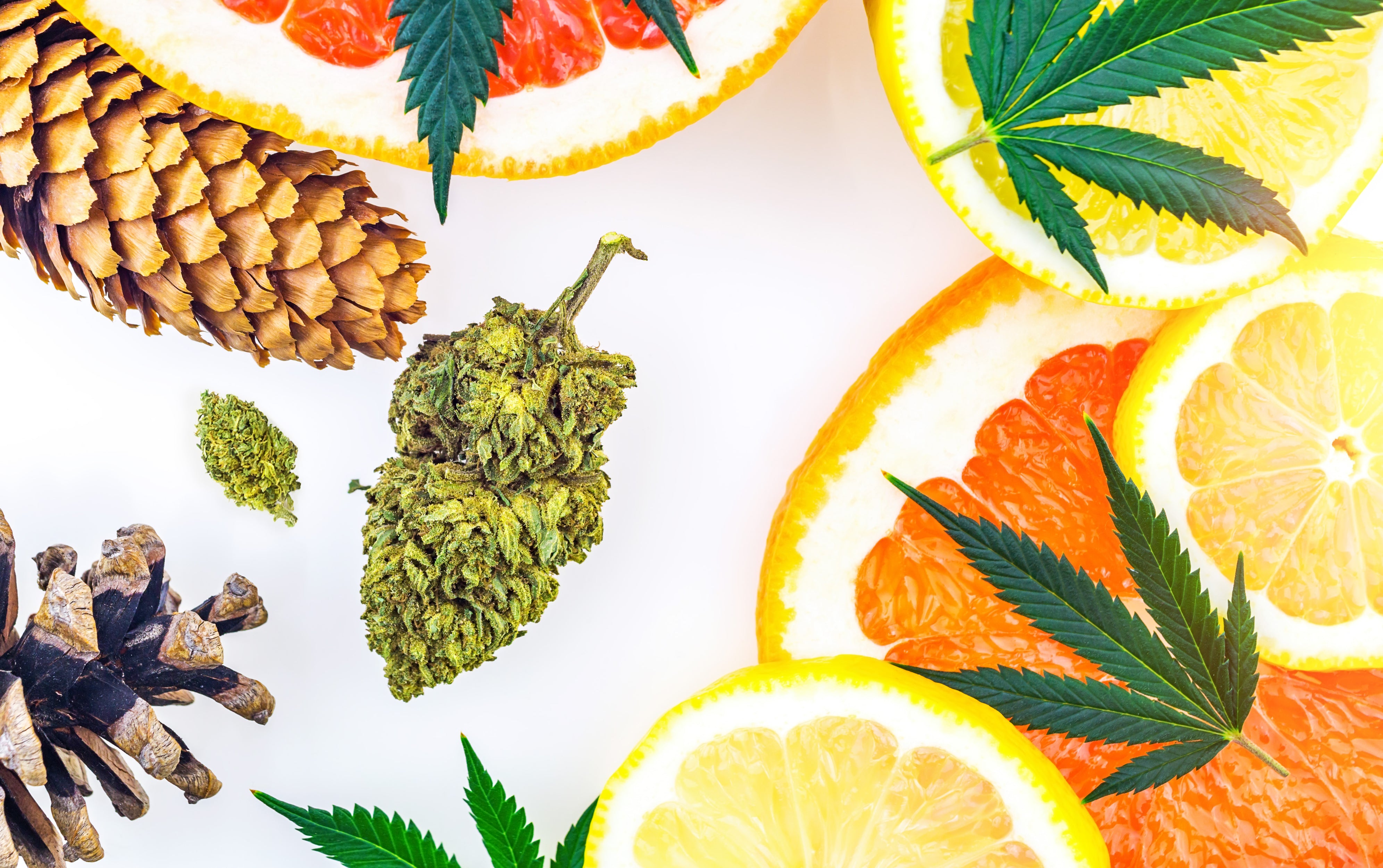 Cannabis flower nugs lie next to pine cones, grapefruit, and lemon slices with similar terpenes.