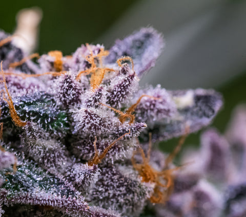 A cannabis flower nug with bright white trichomes and purple hairs is being shown up close.