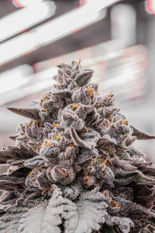 A cannabis flower nug rich with trichomes is indoors and good for weed edibles.