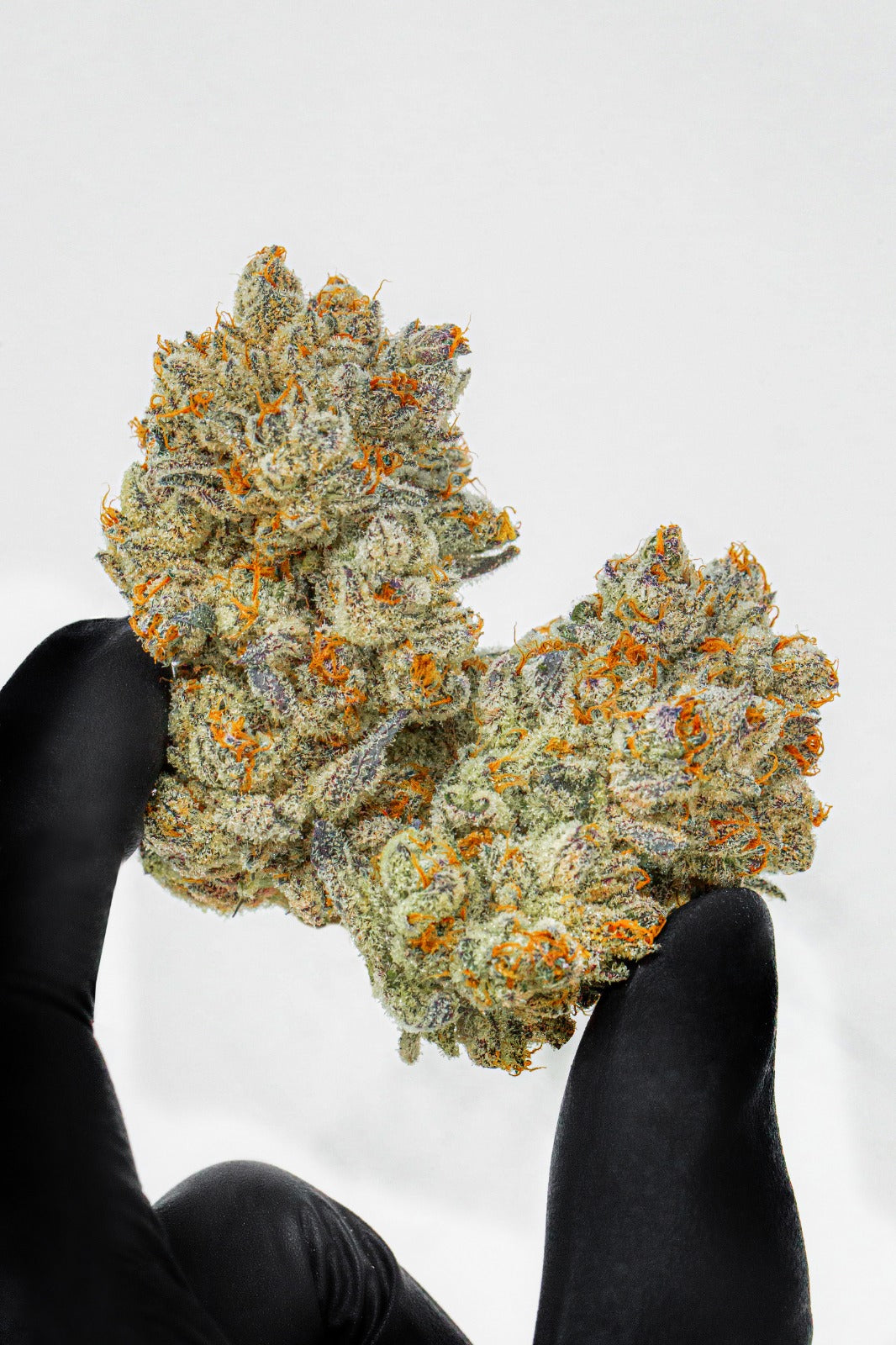 Two cannabis flower nugs rich in terpenes are held up in a black glove.