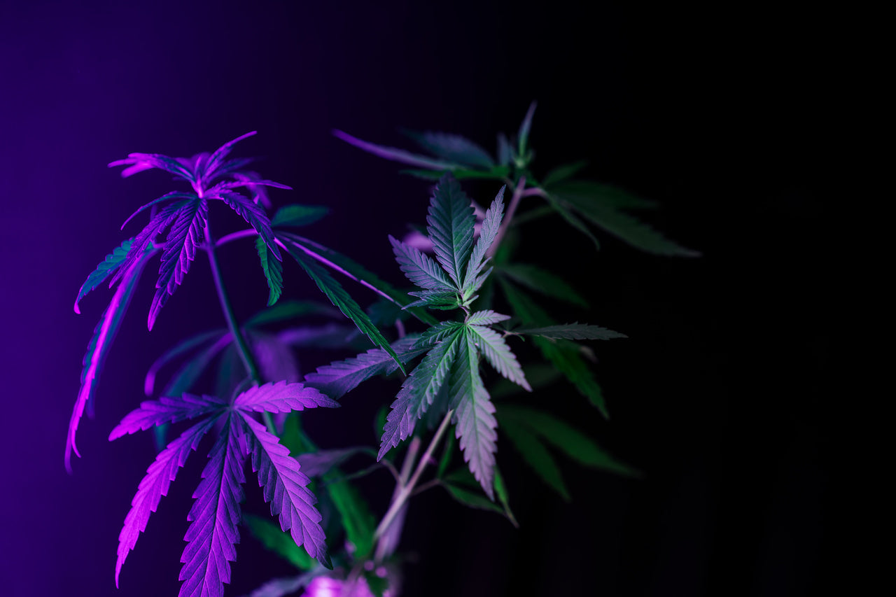 A cannabis flower plant stands in a dark room with a purple ultraviolet light shining on its leaves.