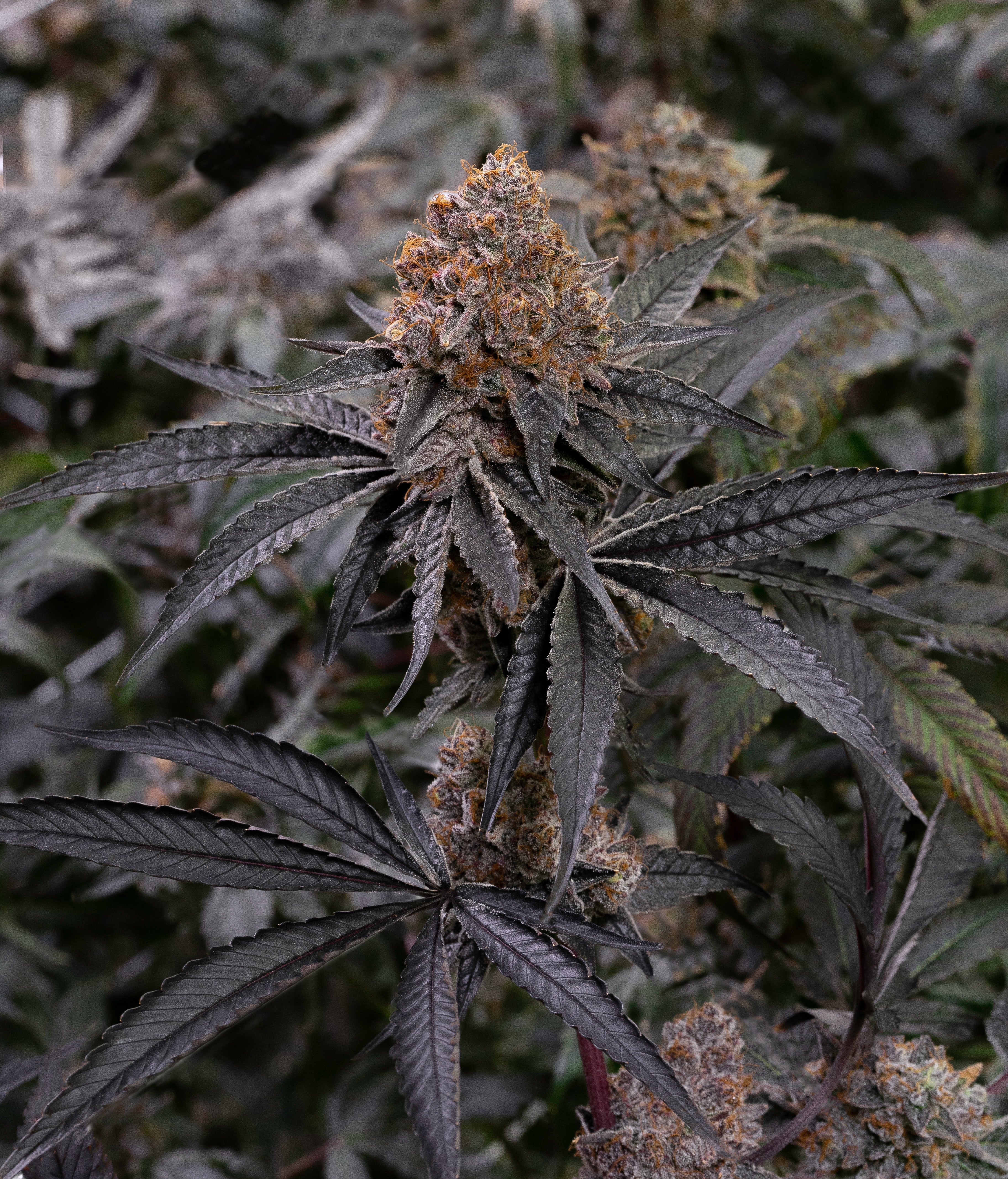 A cannabis flower stalk bearing large nugs and dark green leaves stands tall in a commercial grow room.