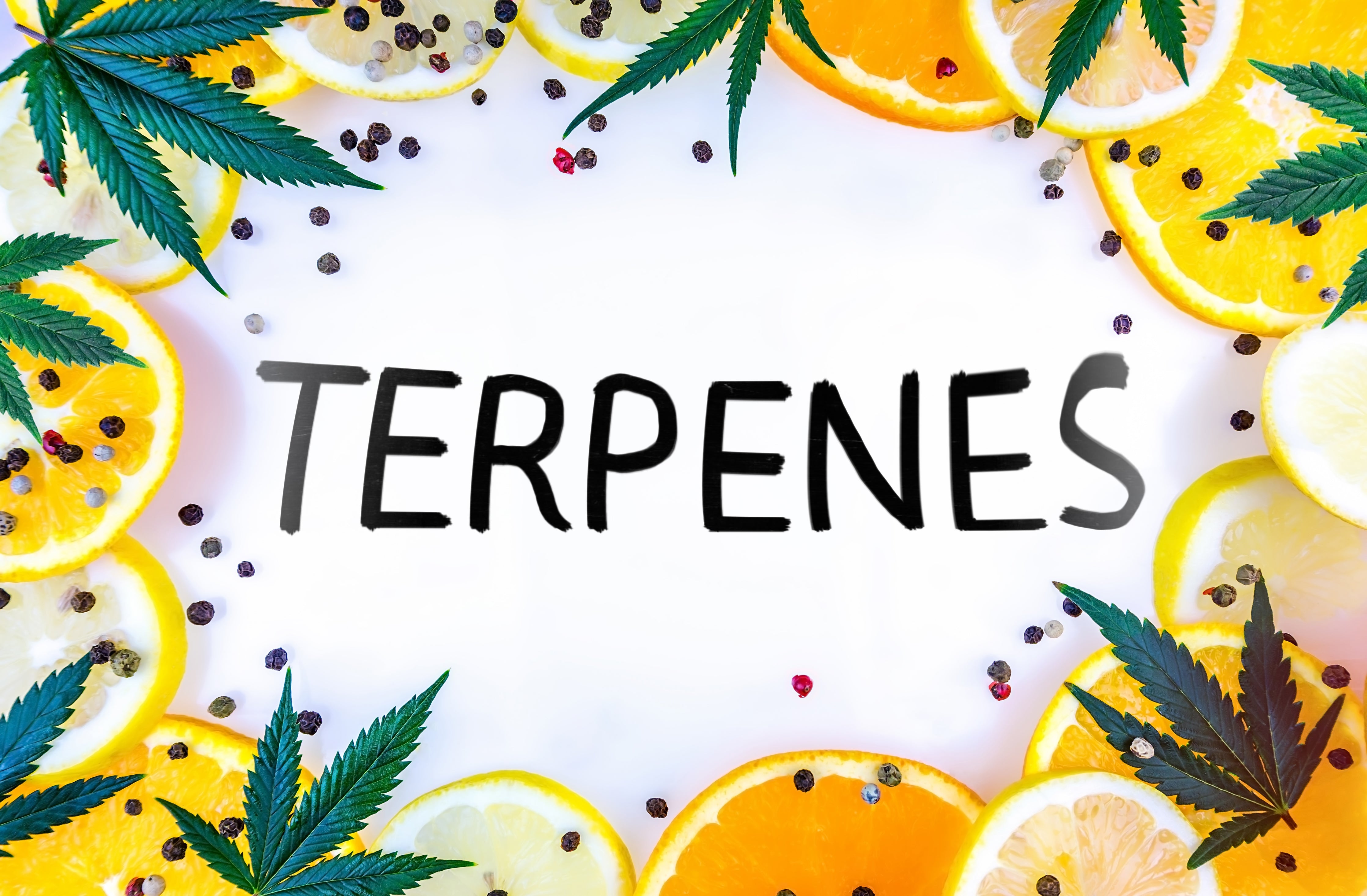 Cannabis flower contains terpenes which give the plant its rich aromas and flavors.