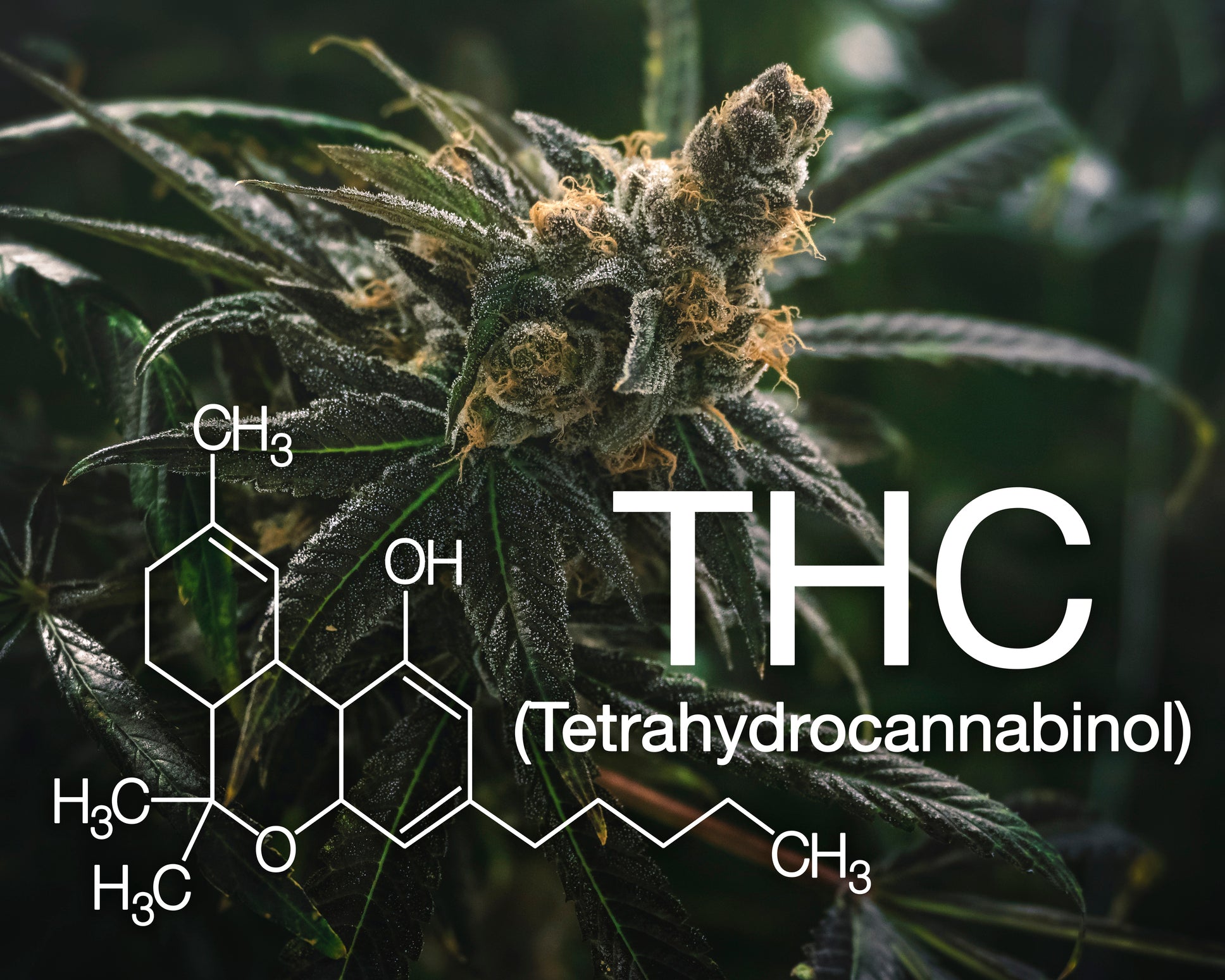 A cannabis flower nug with orange hairs has the chemical structure of THC, the psychoactive cannabinoid, written out.