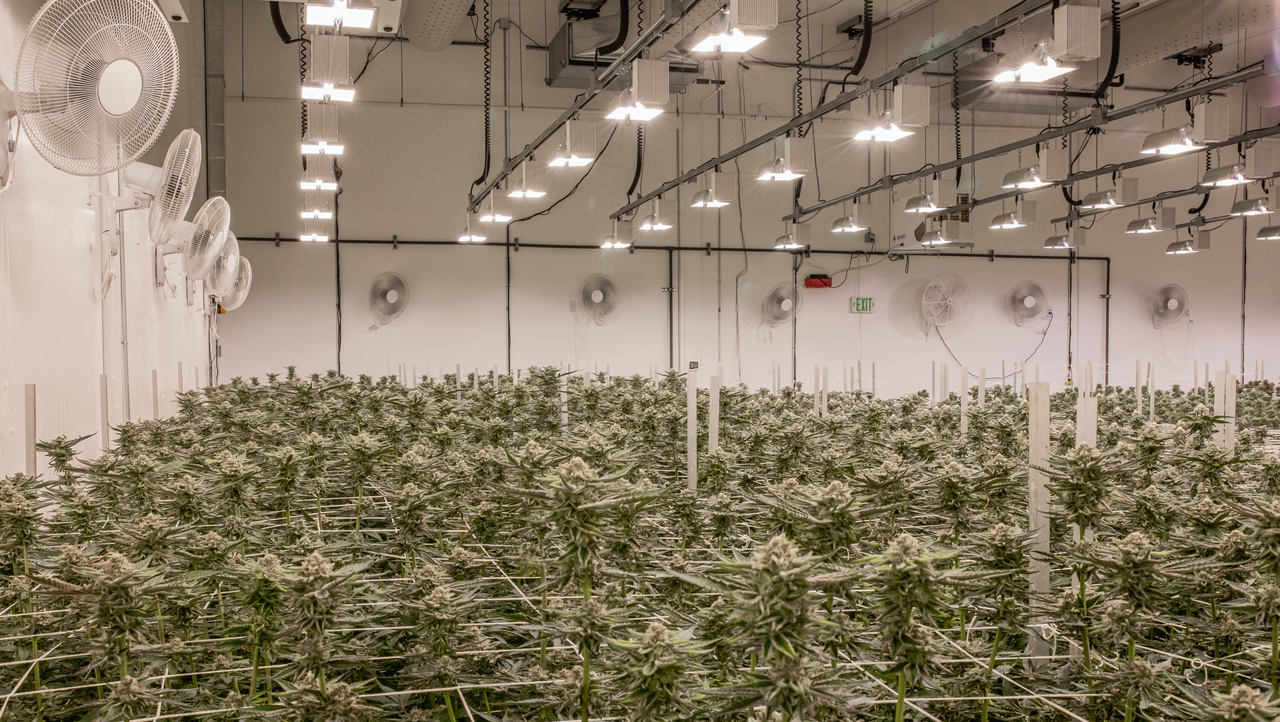 A grow room filled with cannabis plants has white walls, fans on the ceilings, and white lights.