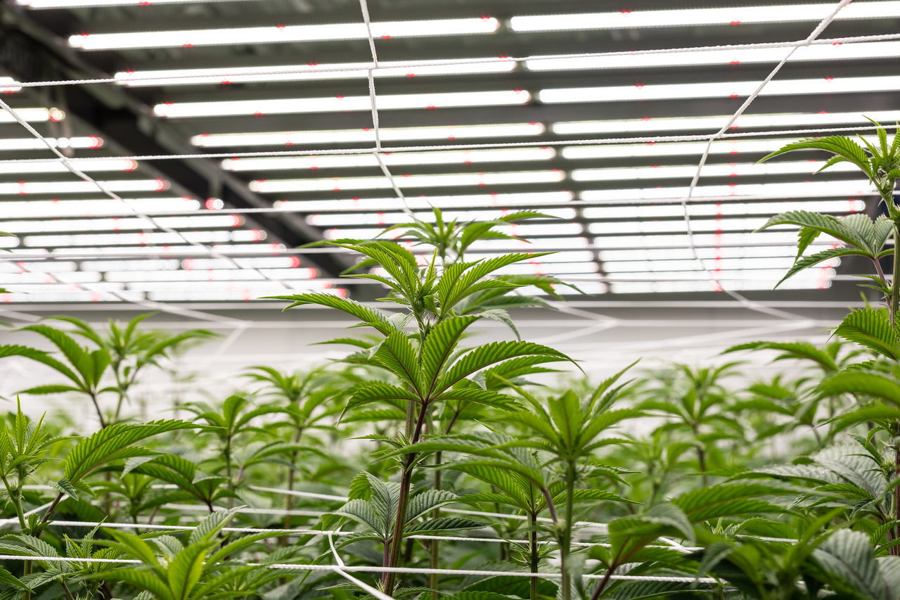 Cannabis plants in a grow room are roped together underneath ceiling lights.