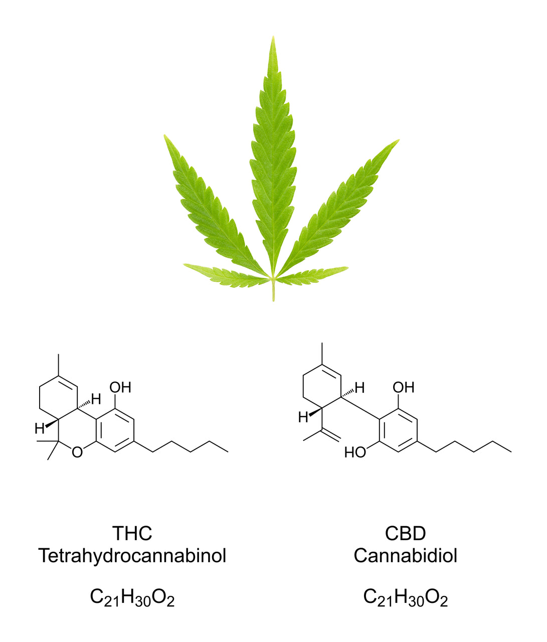 A cannabis leaf hovers above two of the cannabinoids found in weed edibles made from cannabis flower.