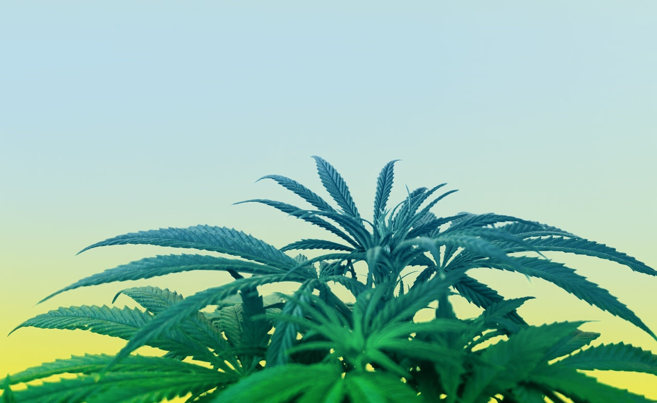 A tall cannabis plant of the blue razz slushie strain stands against a blue and yellow sky.