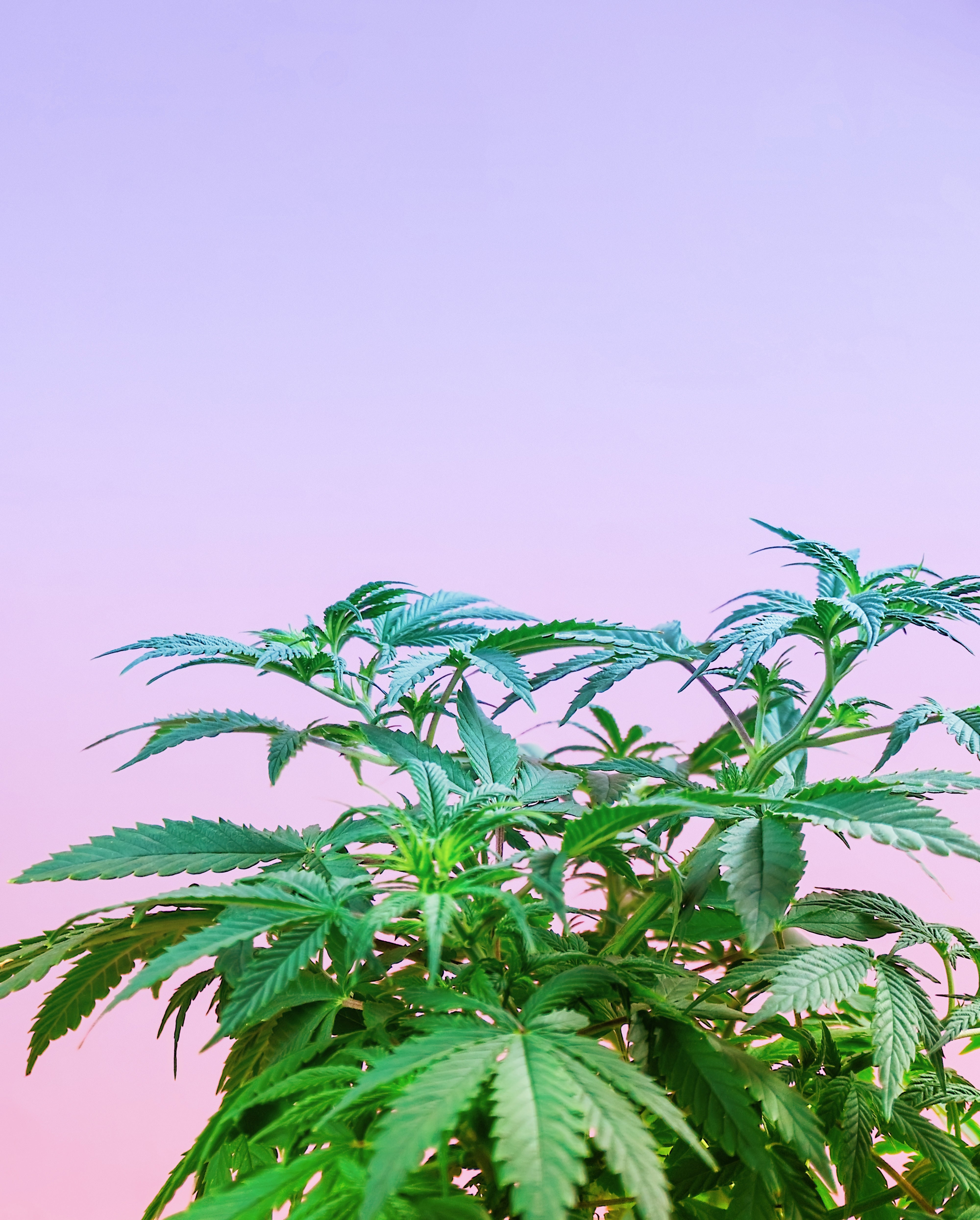 A cannabis plant stands beneath a purple pinkish sky.