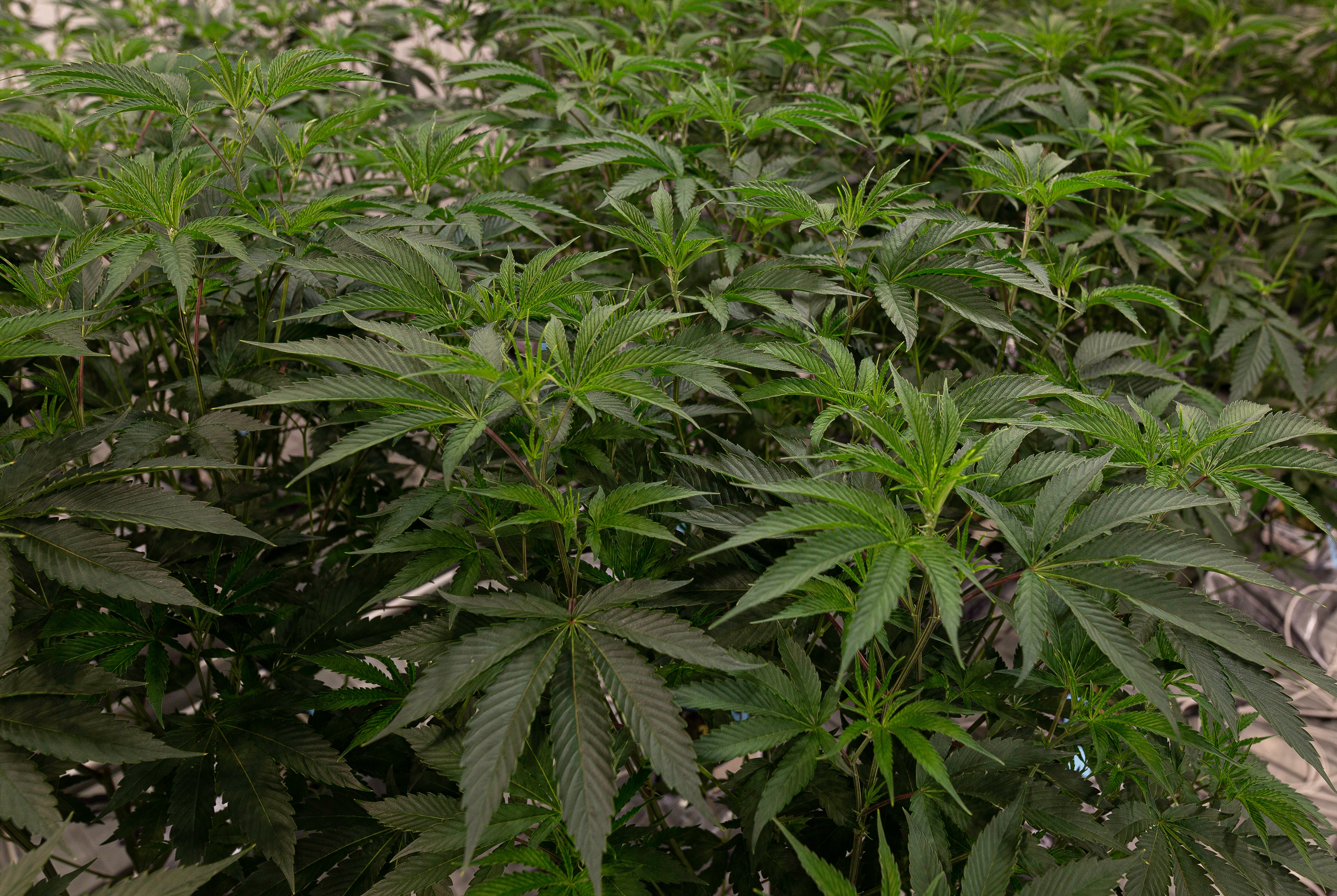 A group of cannabis plants of the Wedding Cake weed strain are grown together in a commercial grow room.