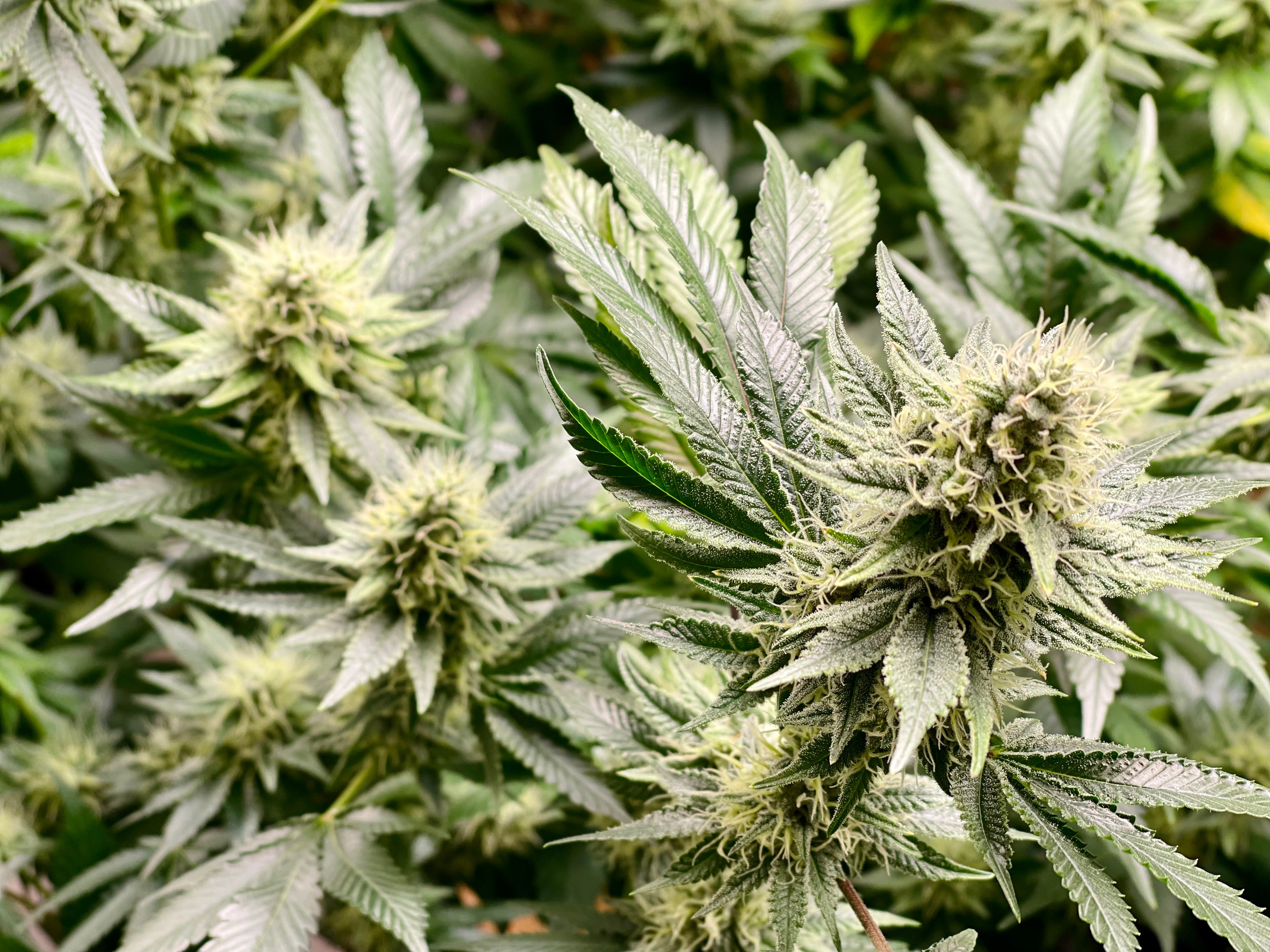 Stalks of bright green cannabis flower with thick buds rise toward the sky.