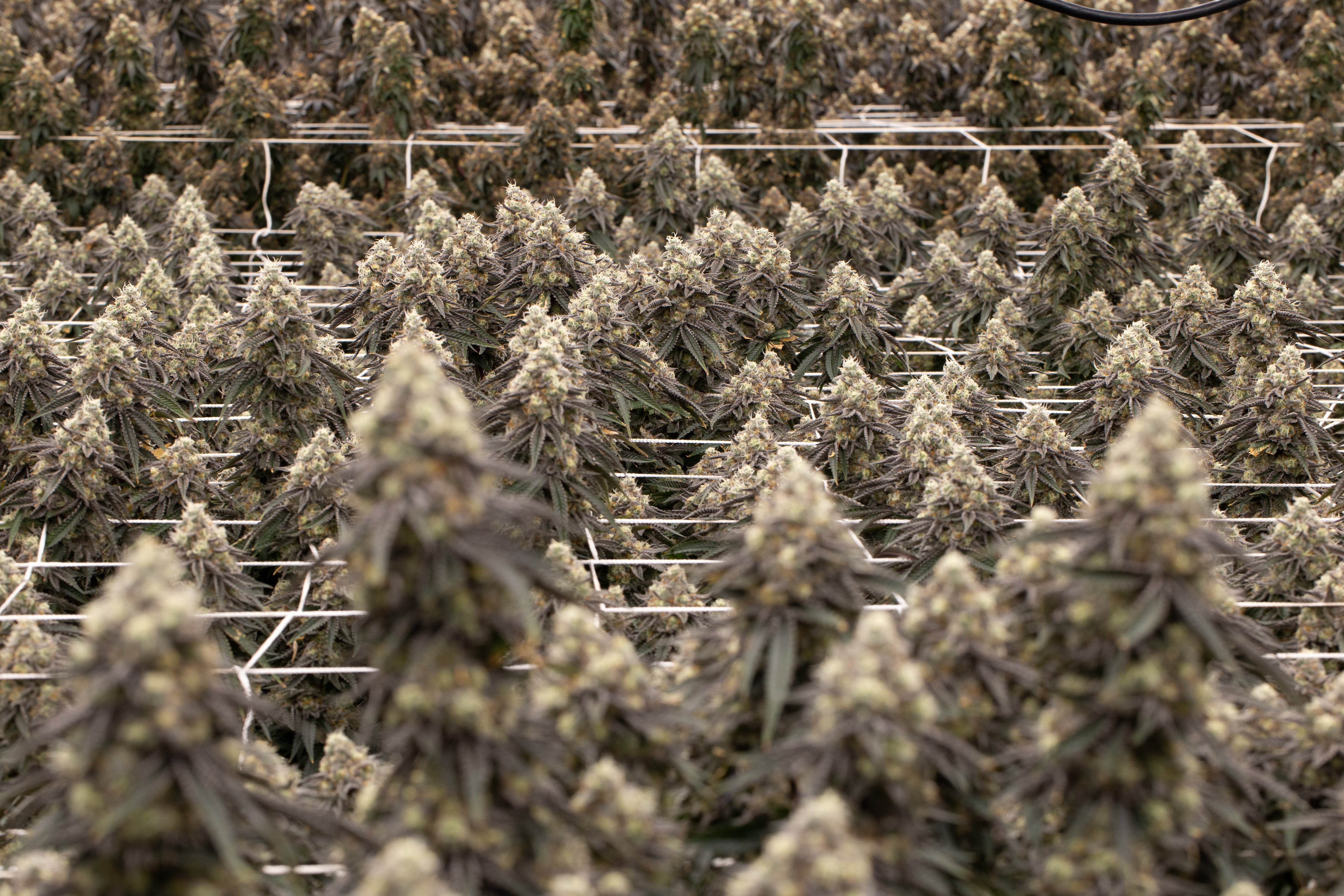 Rows upon rows of cannabis plants held up with ropes are cultivated in a large indoor grown room.