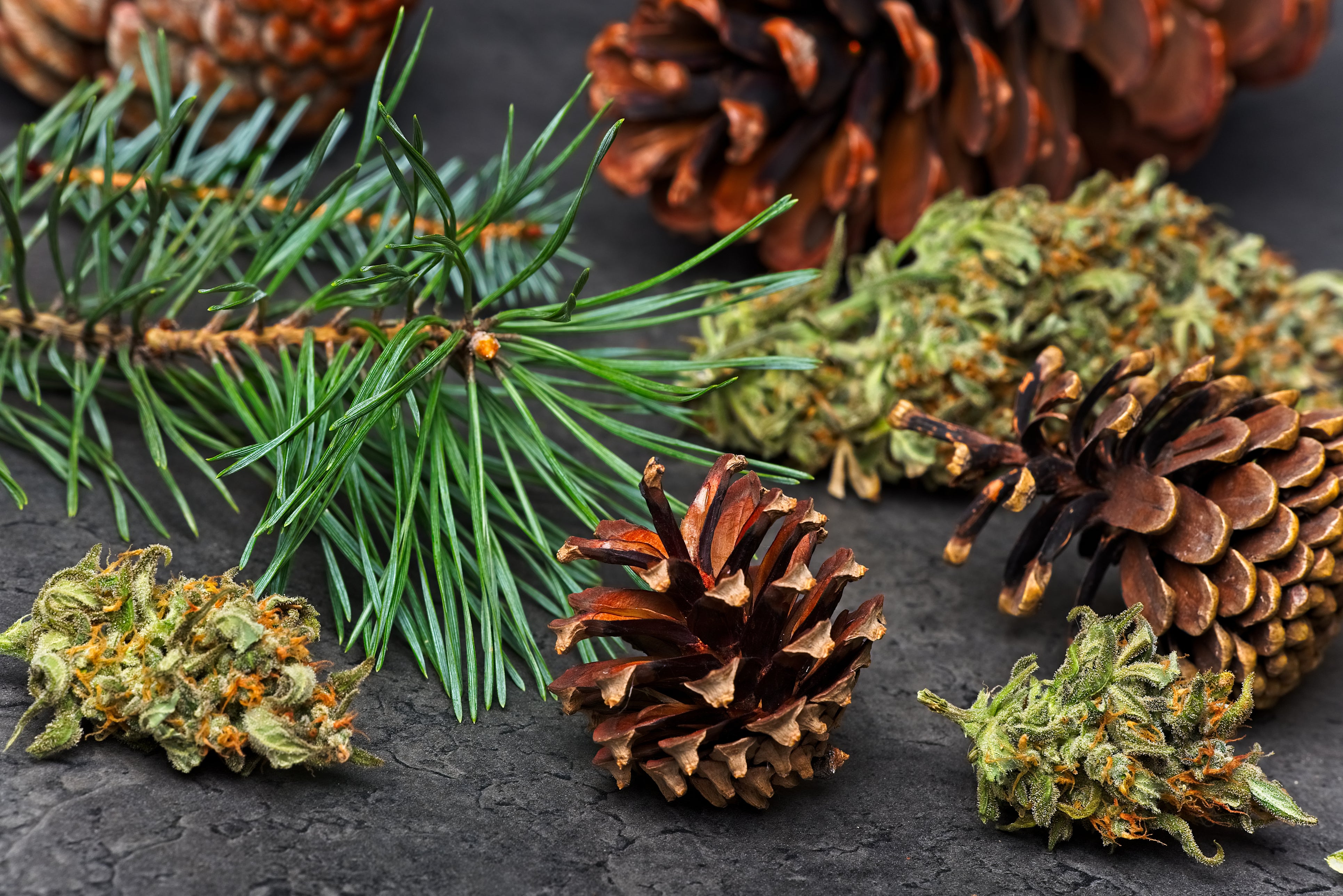 Cannabis flower nugs next to pine needles and pine cones that have a similar flavor as the cannabis terpene pinene.