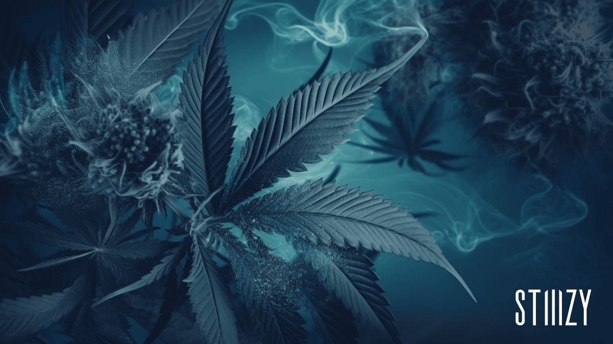 blue dream cannabis with logo