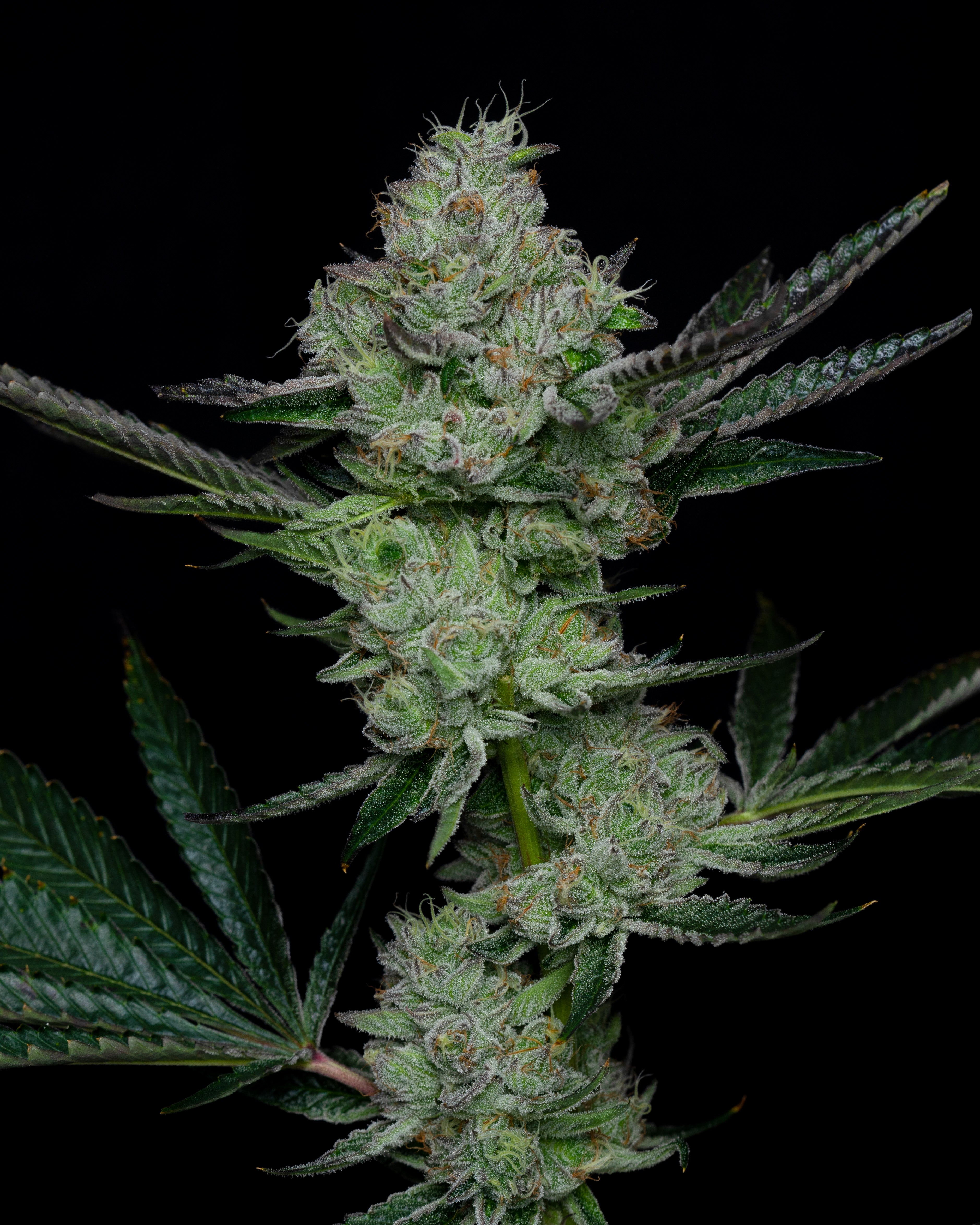 Cannabis flower buds from a quality strain of weed are high in potency, aroma, and flavor.