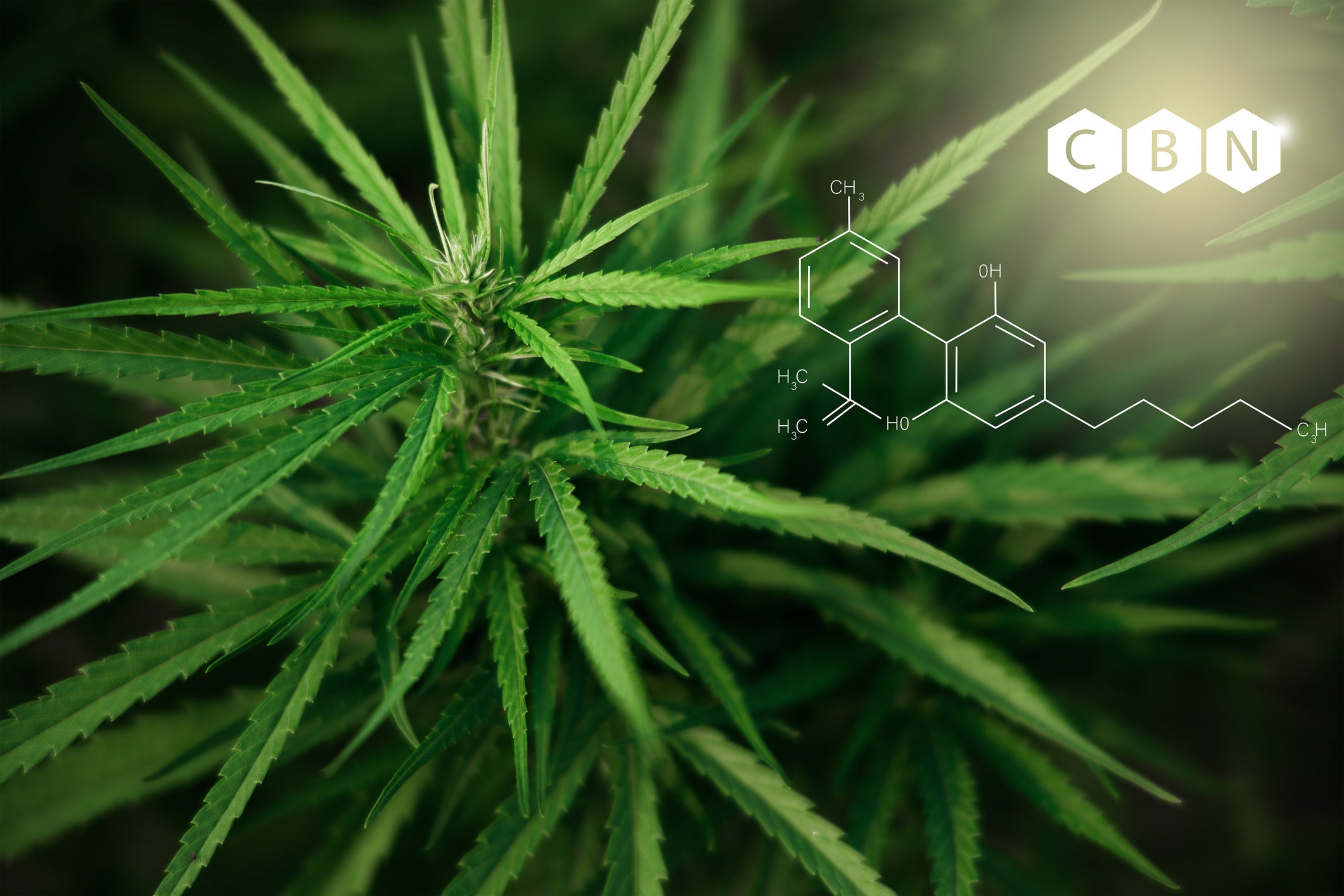 The chemical structure for CBN in cannabis flower is written within a bright light next to the plant.