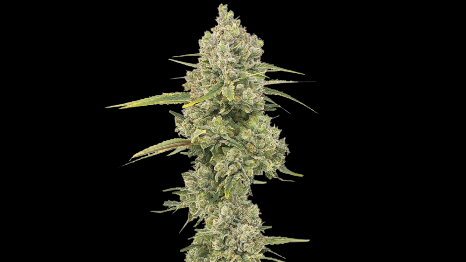 close up marijuana plant picture of jack herer cannabis strain