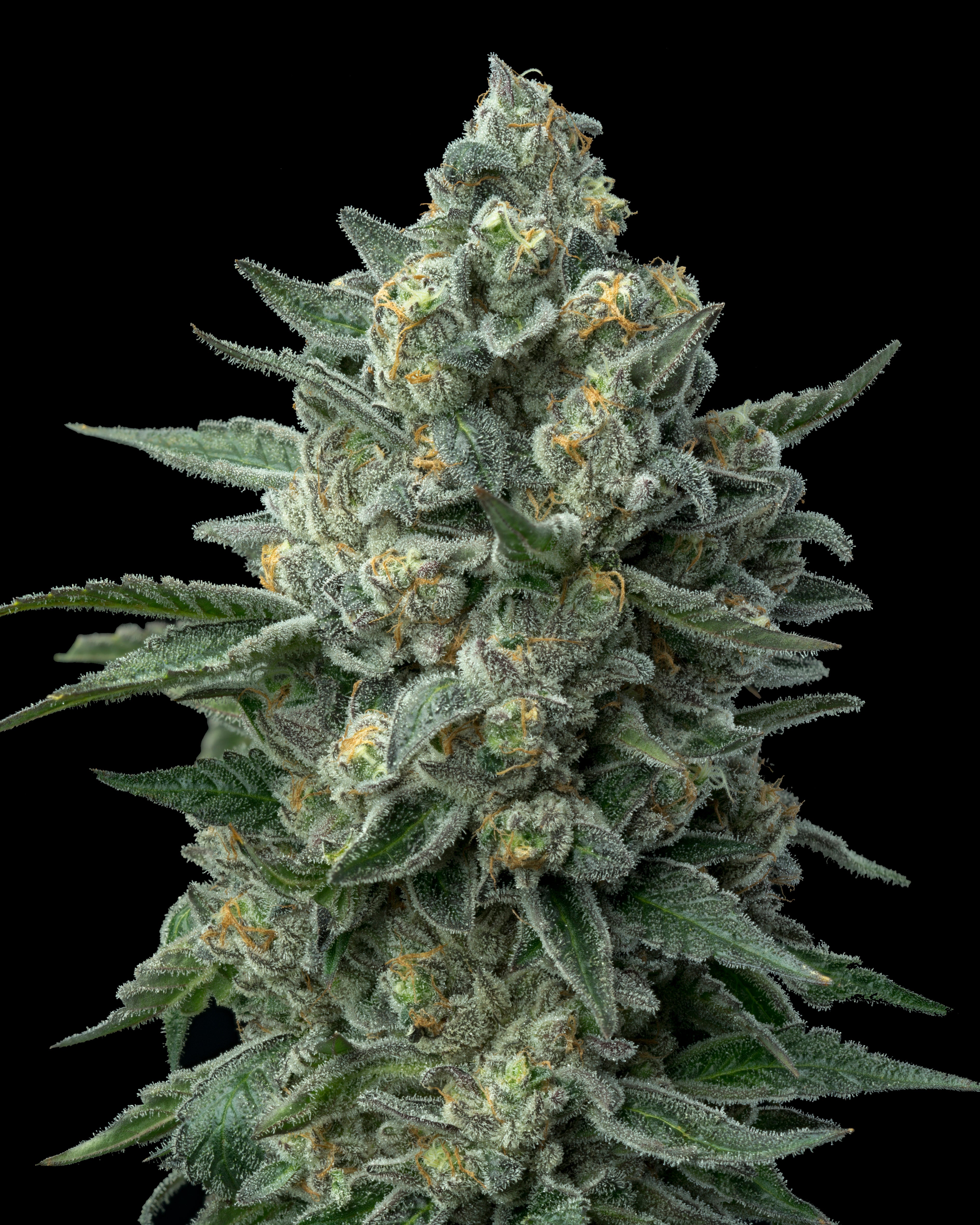 An OG Kush strain cola shows thick, bright green buds against a black backdrop.