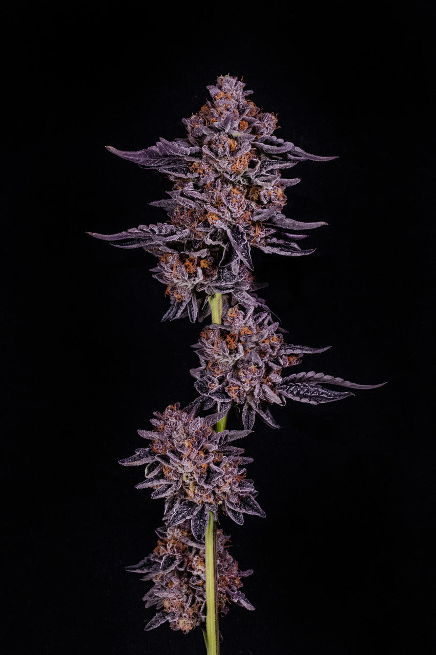 A tall cola stalk with cannabis flower that has purple-hued leaves and buds stands against a black backdrop.