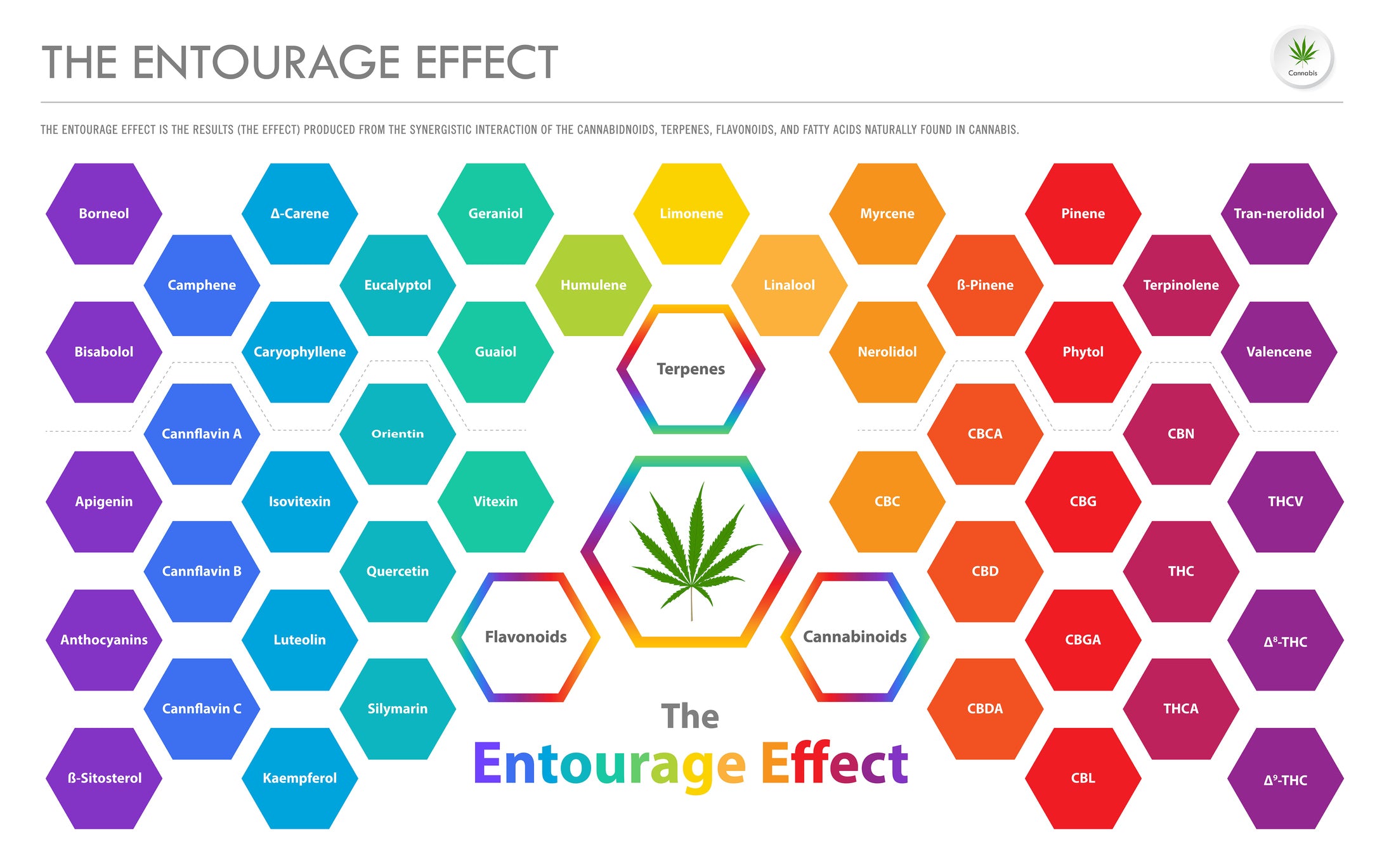 A colofr diagram shows how cannabinoids and terpenes in cannabis flower create the entourage effect.