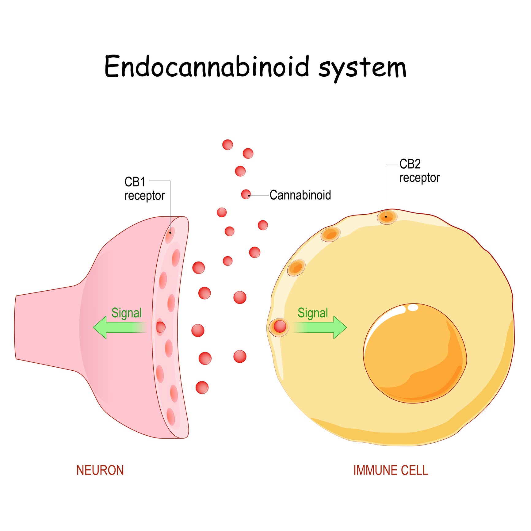 A neuron with a cb1 receptor attaches to an immune cell with the cb2 receptor, which is how the ECS works.