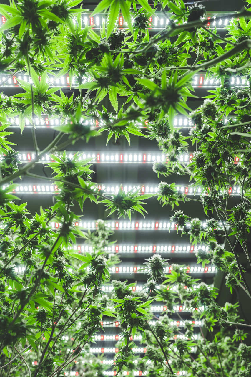 Many different cannabis strains are cultivated at an indoor growing room with bright overhead lighting.