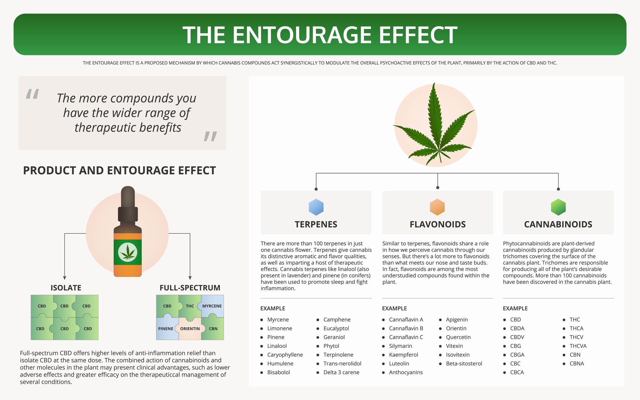 An infographic of the entourage effect shows how the synergy of cannabis compounds functions.