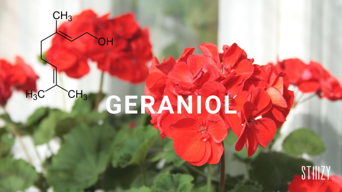 geraniol terpene cannabis guide