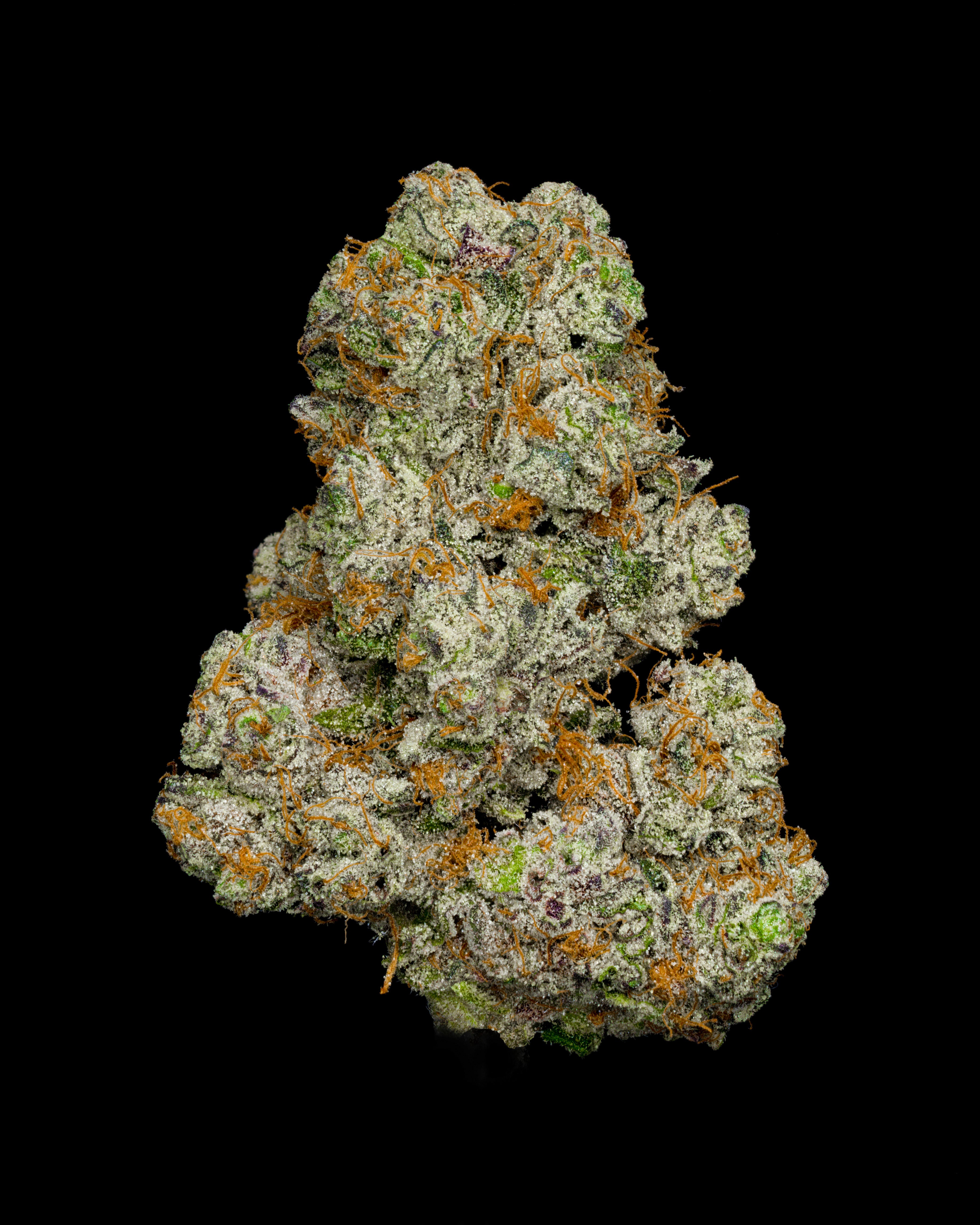 A nug of cannabis flower from the Girl Scout Cookies weed strain sits against a black background.
