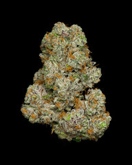 A nug of cannabis flower from the Girl Scout Cookies weed strain sits against a black background.