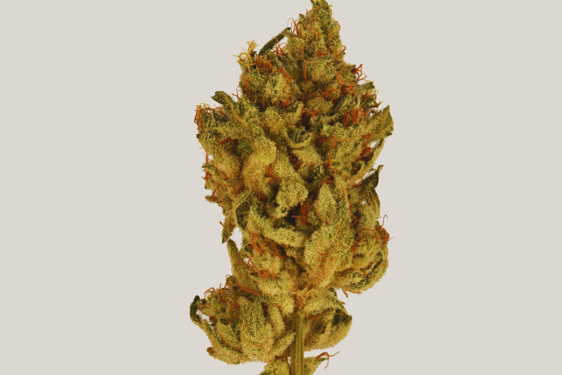 A nug of cannabis flower from the Gorilla Glue strain stands against a beige background.
