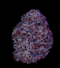 A nug of cannabis flower from the Grape Ape strain sits against a black background.