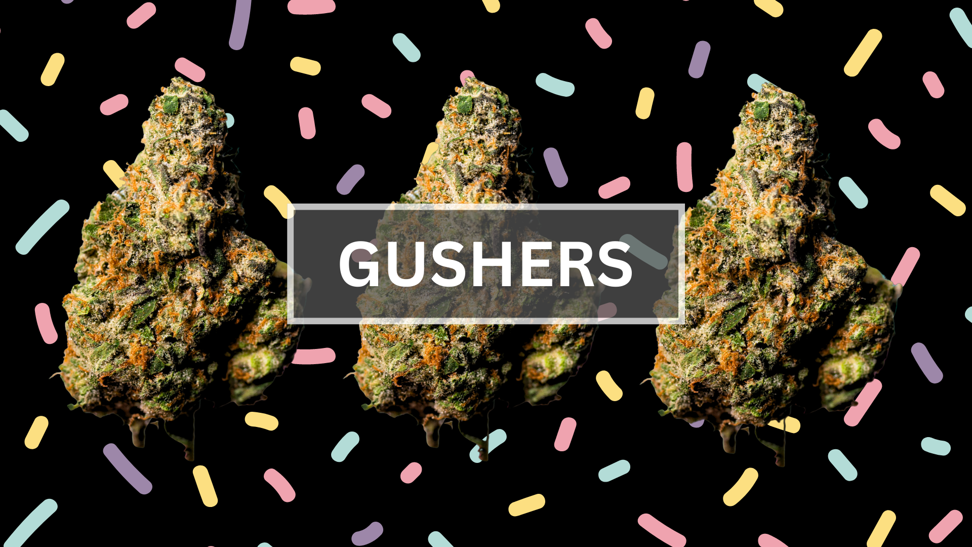 gushers cannabis strain with confetti- marijuana guide