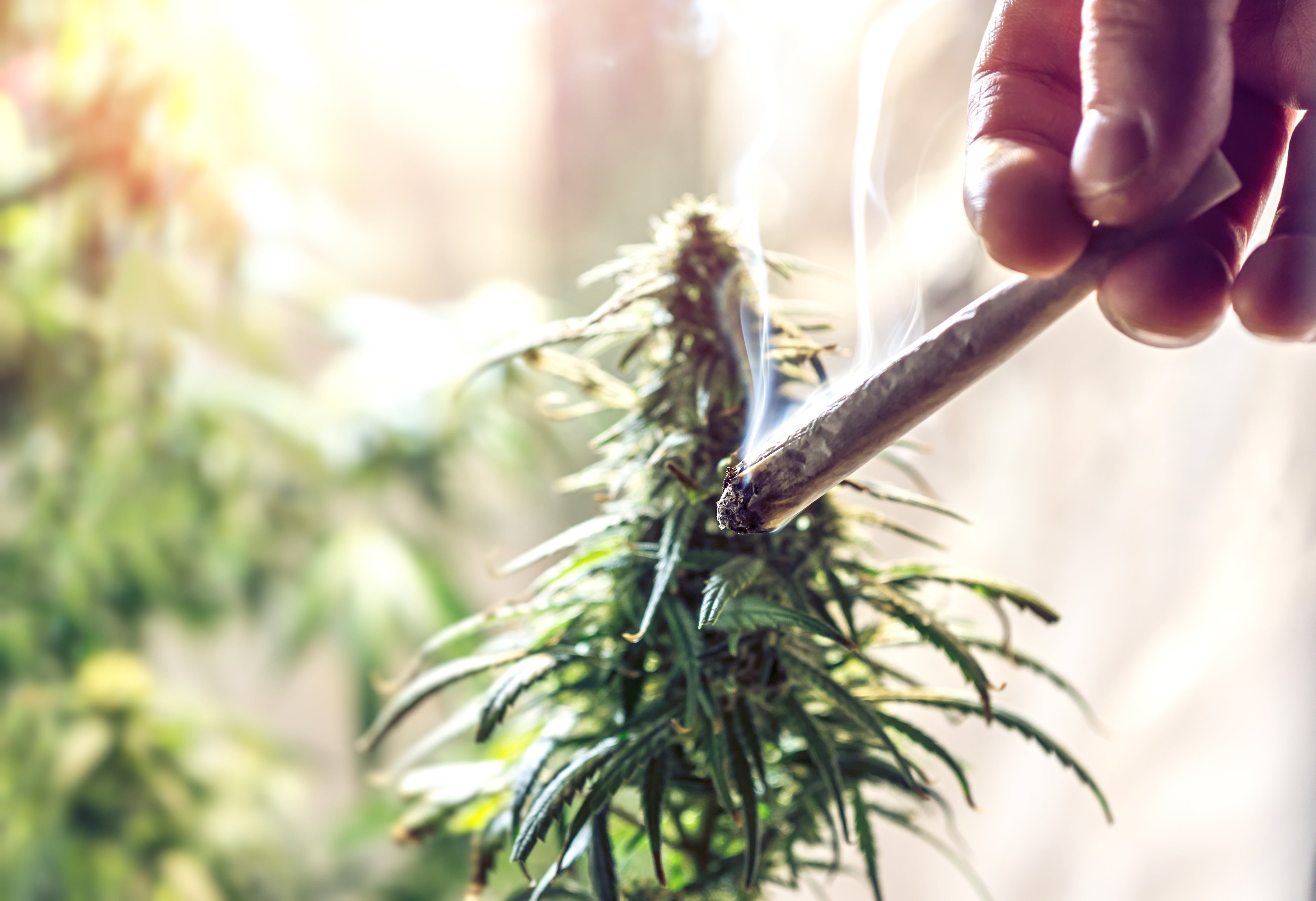 Someone is holding a lit weed joint next to a cannabis plant.