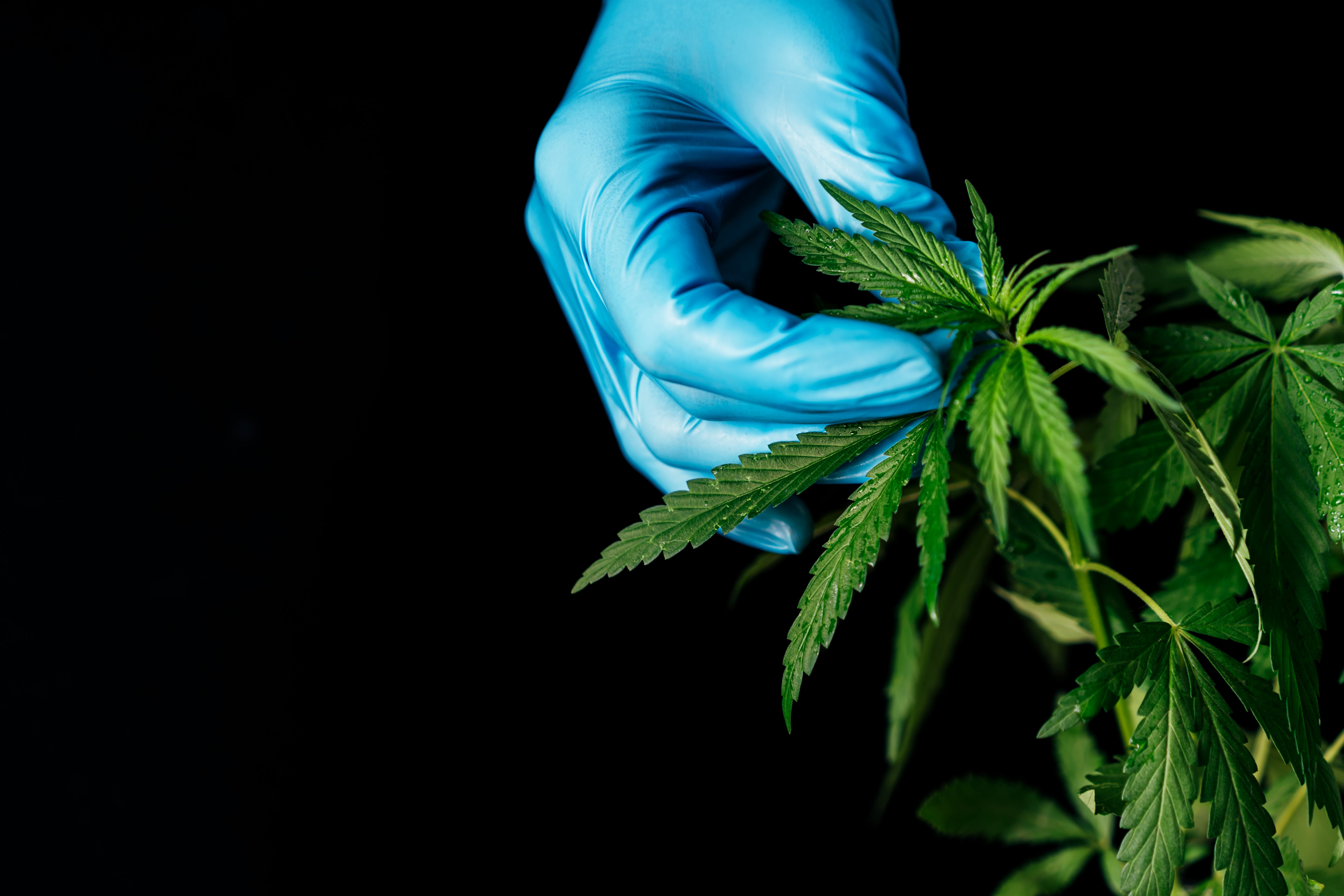 Someone wearing a blue glove touches the leaves of a cannabis flower in a dark room.