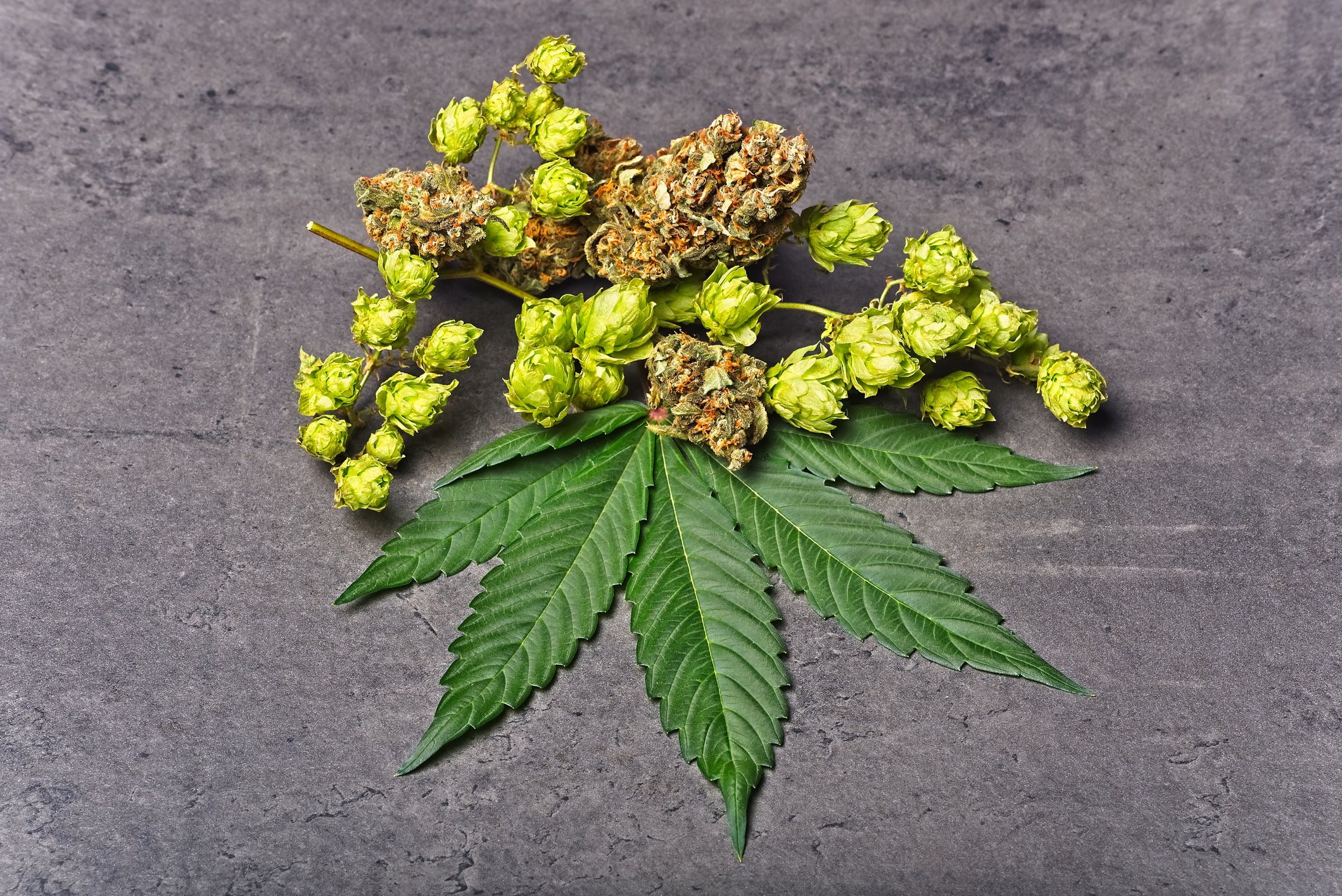 Cannabis flower nugs and leaf lie on a gray surface next to a dry hoppy with the same terpene humulene.
