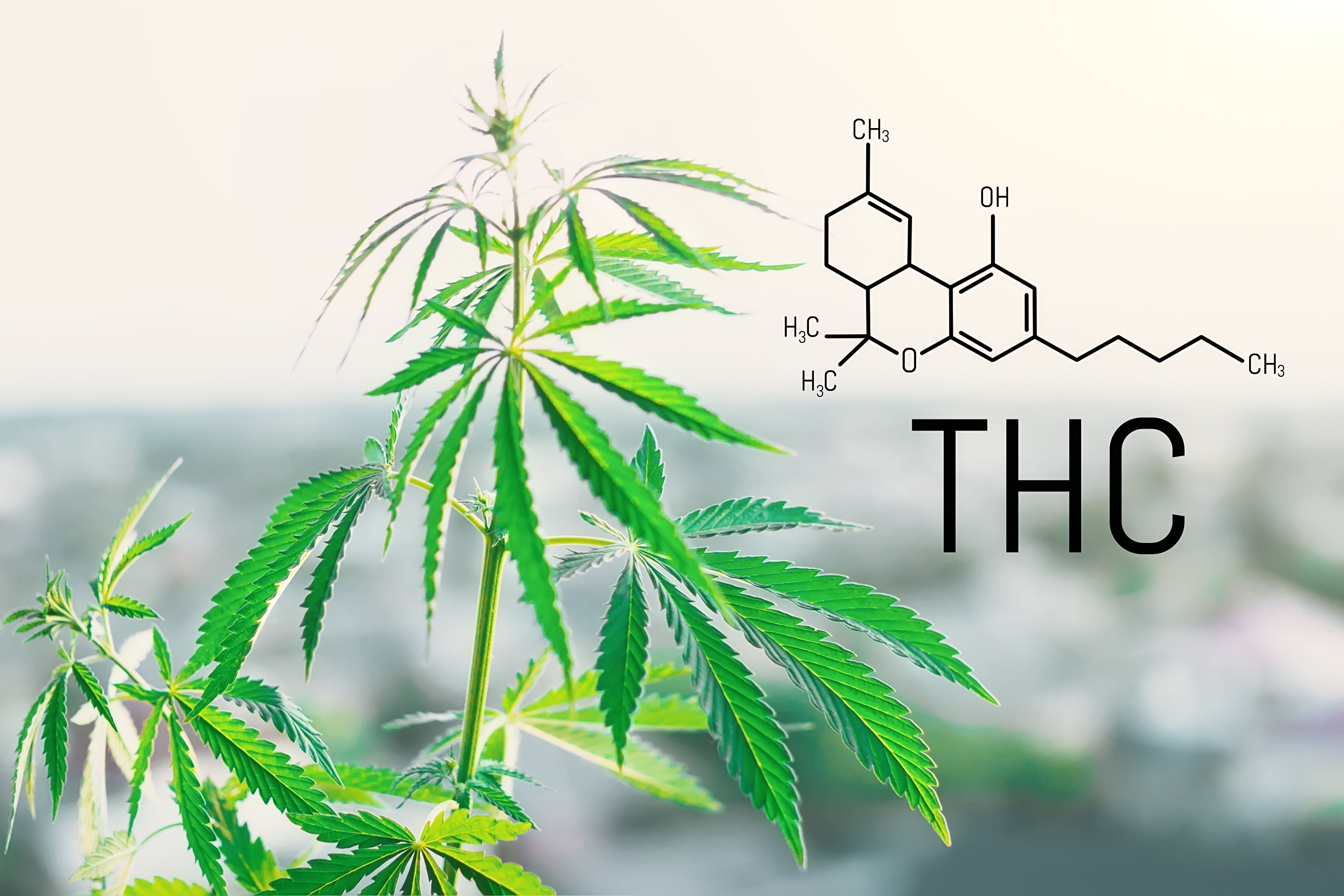 THC compound and cannabis leaves