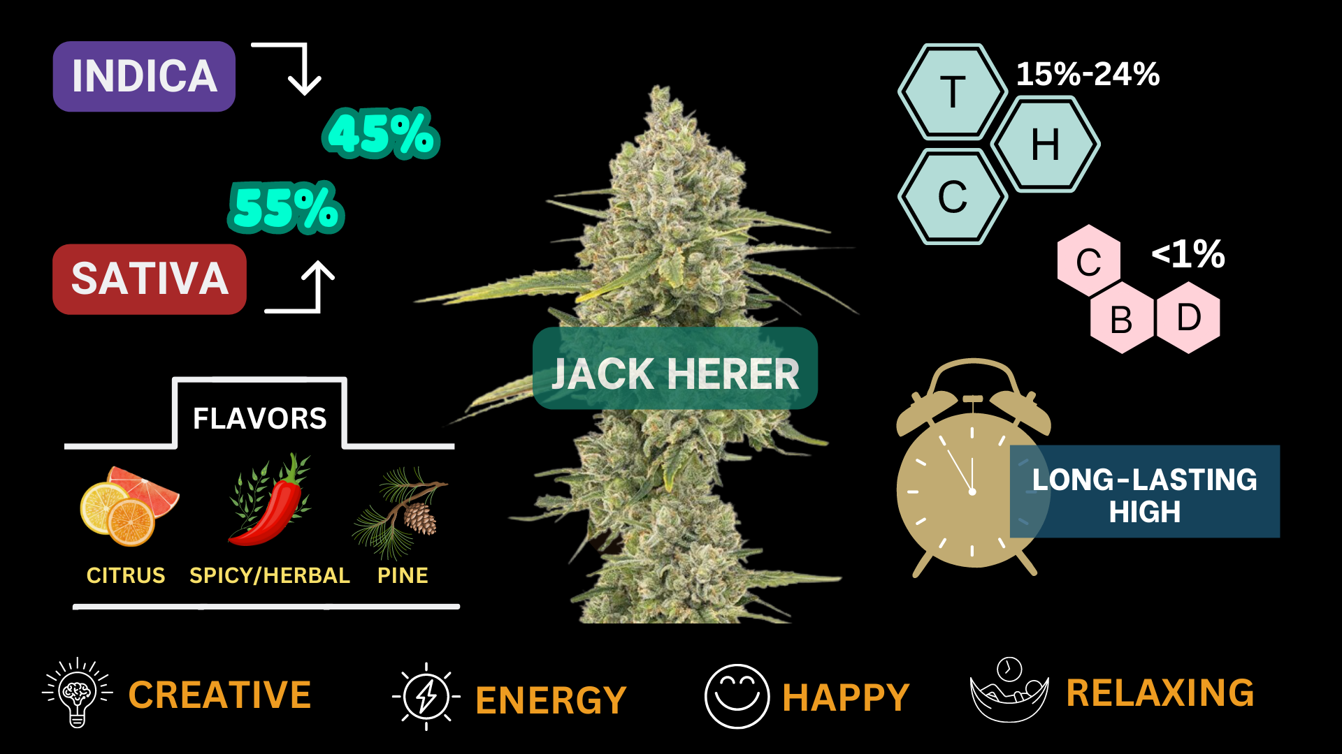 jack herer visual infographic with close up of marijuana plant jack herer strain
