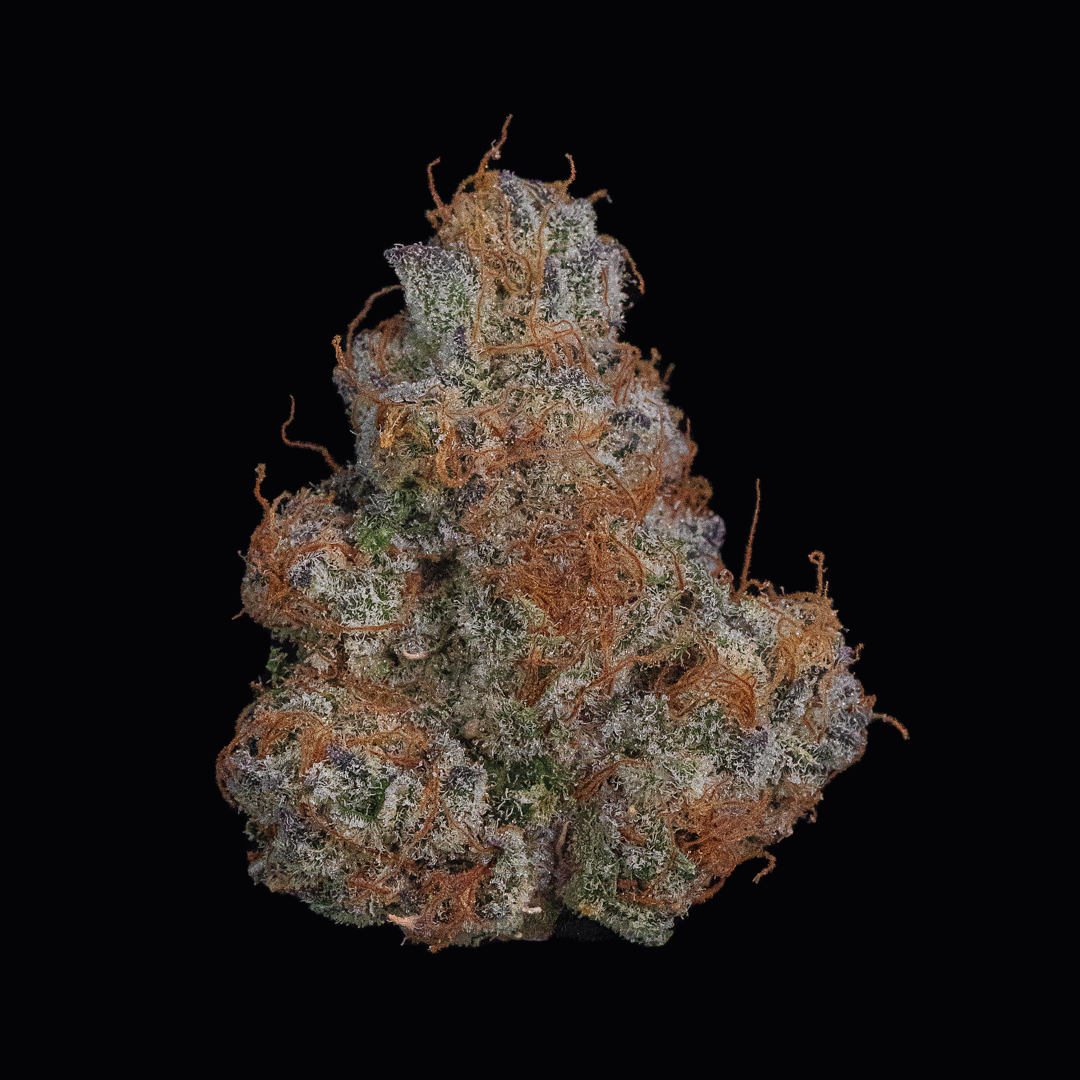 Buy Birthday Cake Kush AA Online | West Coast Cannabis