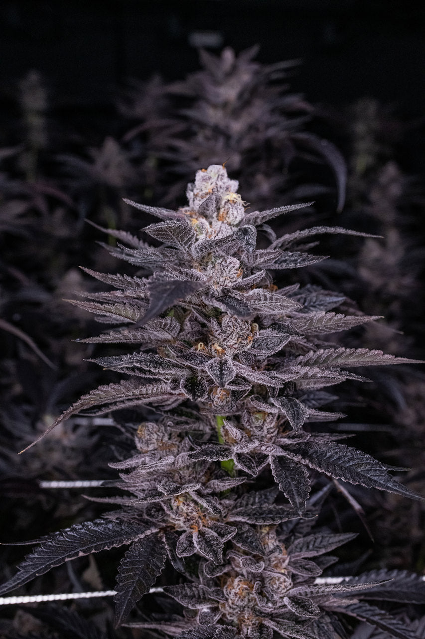 Cannabis flower from a special strain of weed has purple hairs and grows against a dark background.