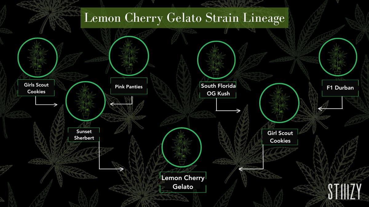 lemon cherry gelato cannabis strain lineage