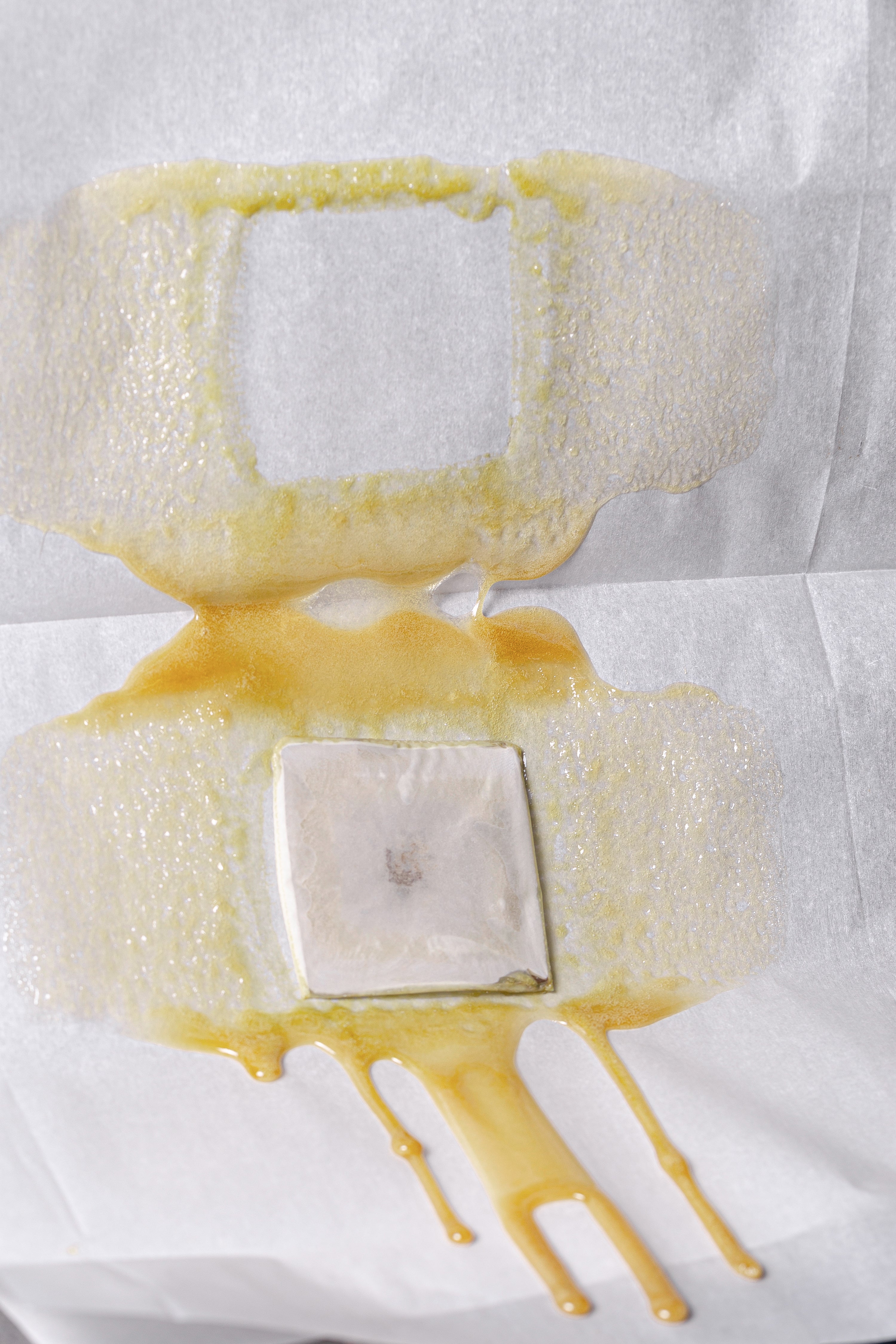 Solventless live rosin is pressed out of hash in white wax paper.