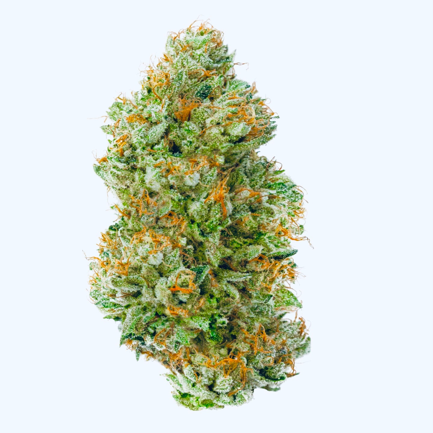 A cannabis flower nug of the London Pound Cake strain stands before a clear background.