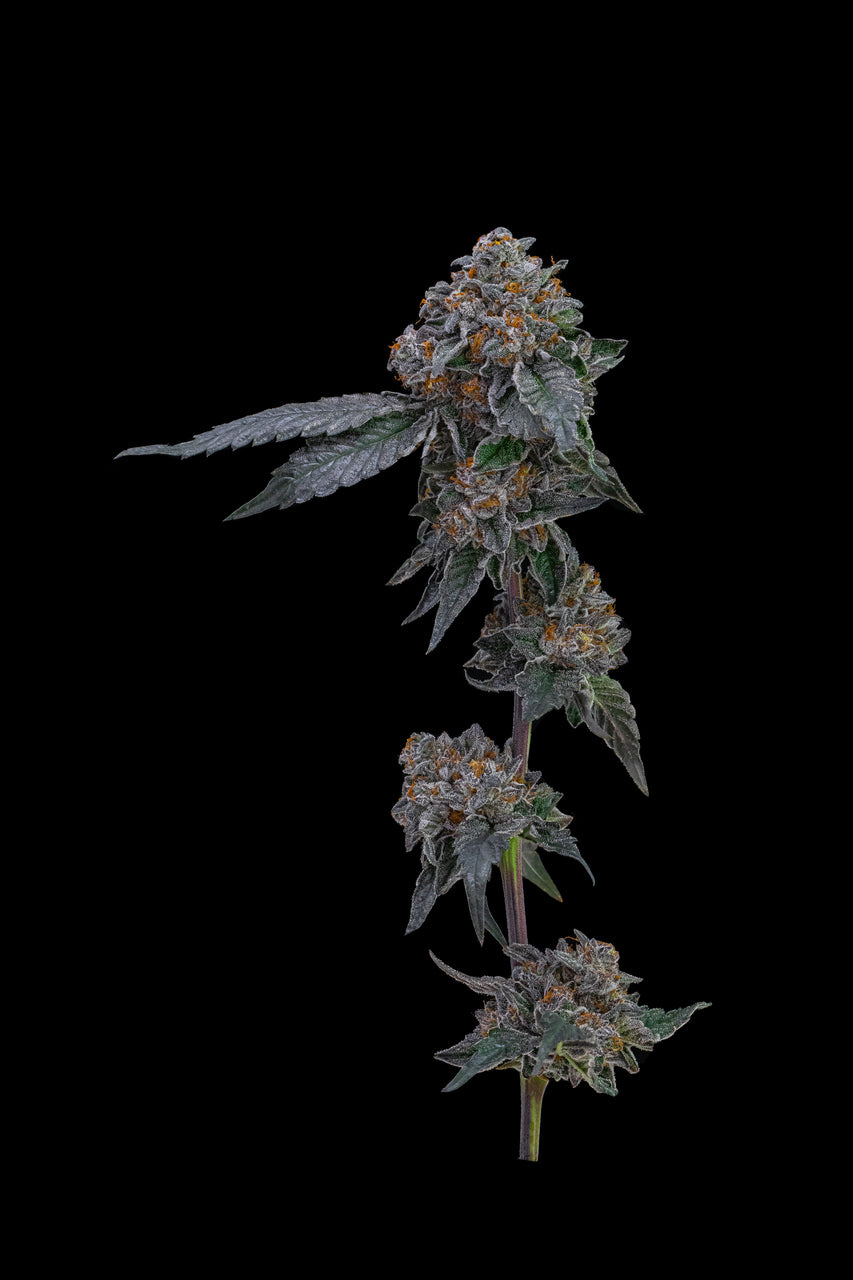A cola with cannabis flower nugs of the London Pound Cake strain stands against a black background.