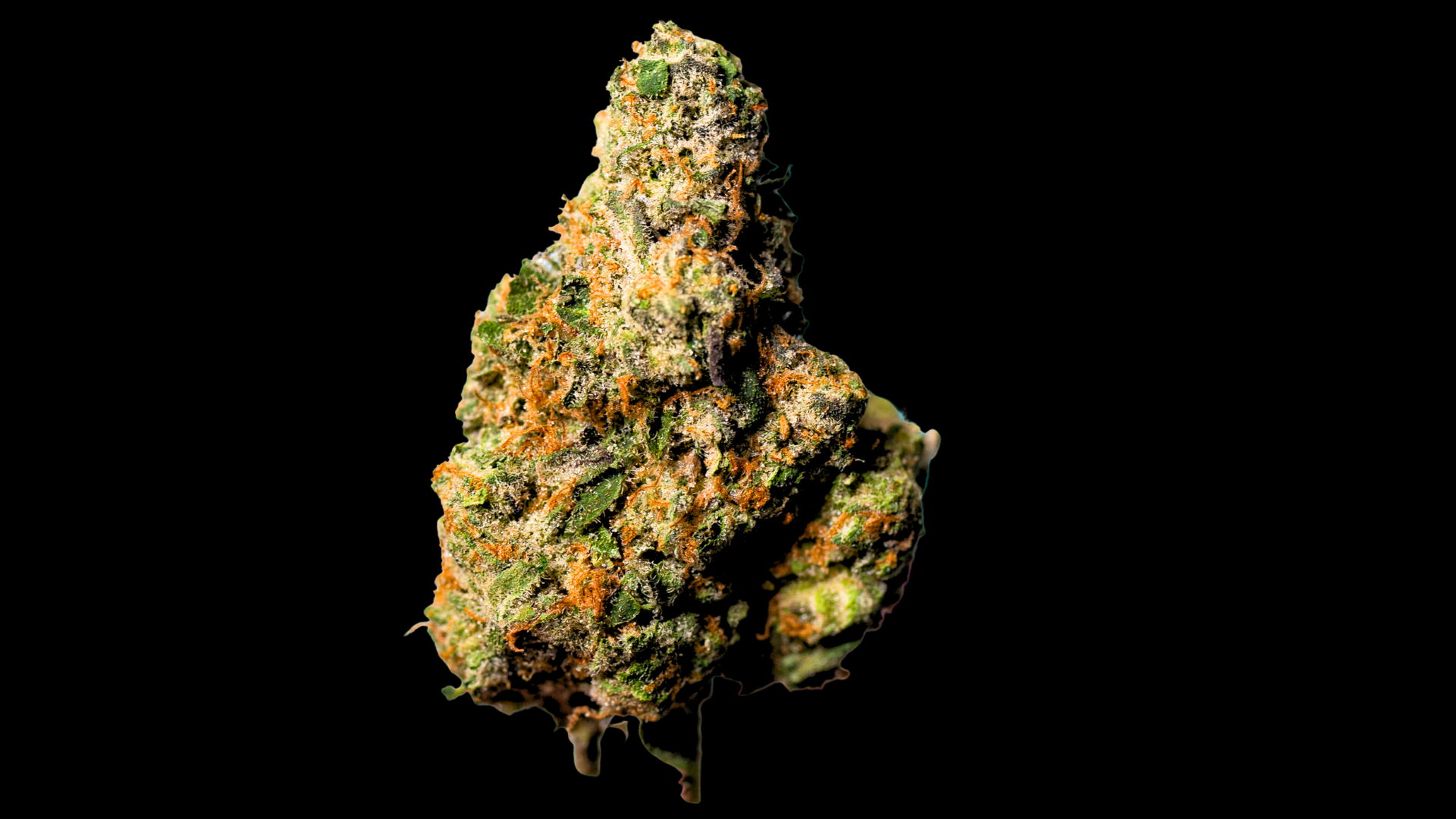close up shot of a gushers cannabis strain nug
