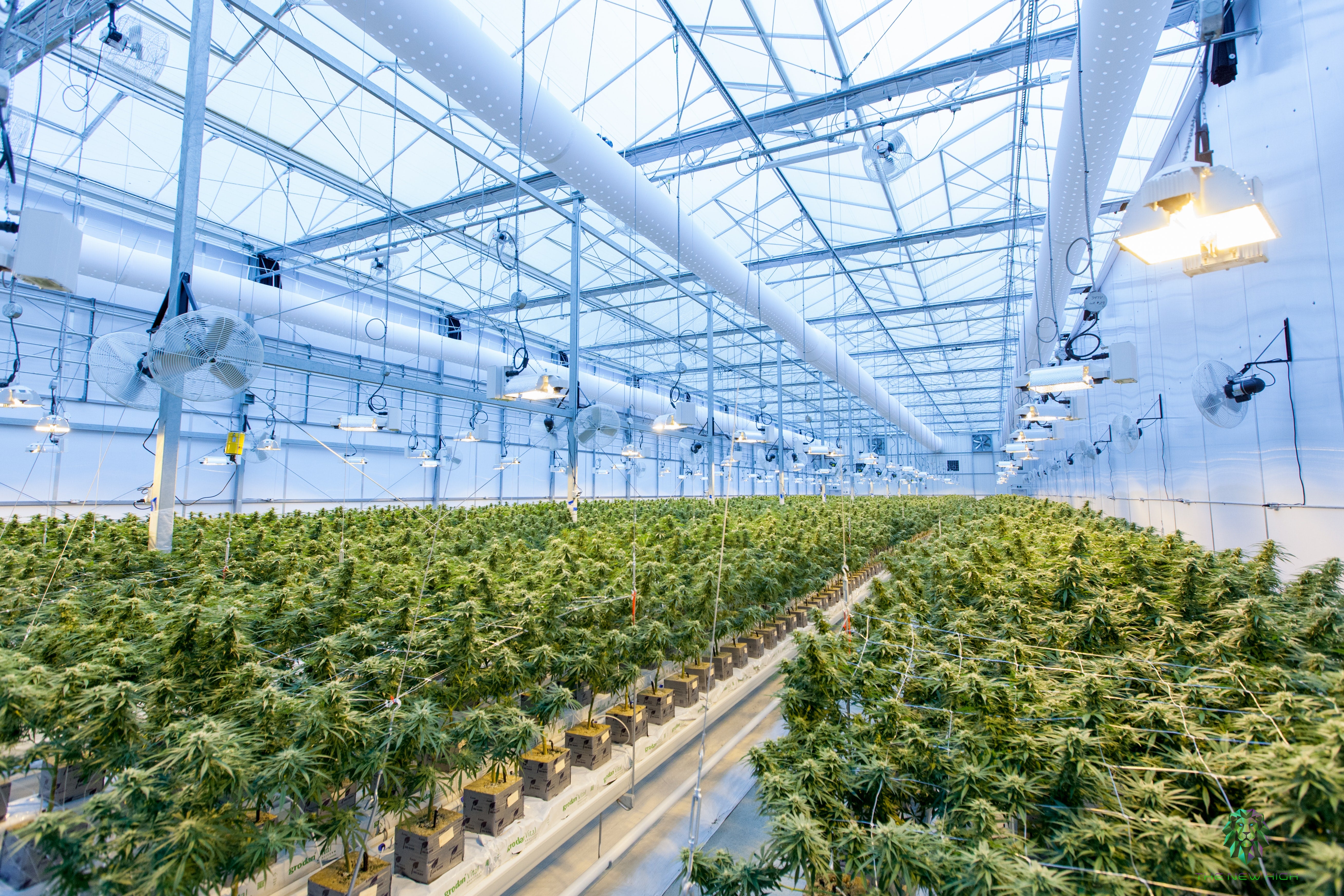 Cannabis plants from many different strains of weed are cultivated in a spacious blue grow room with yellow lights overhead.