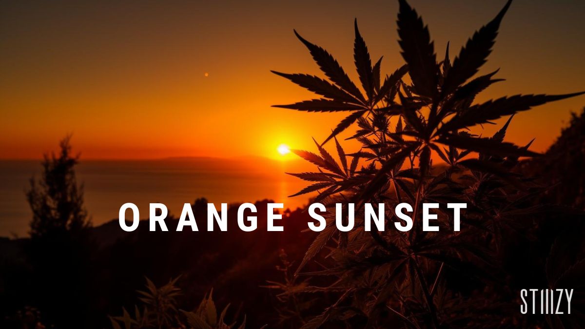 orange sunset strain blog