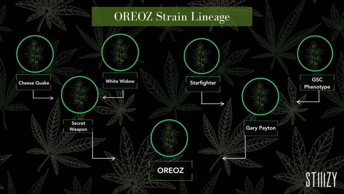 OREOZ STRAIN LINEAGE