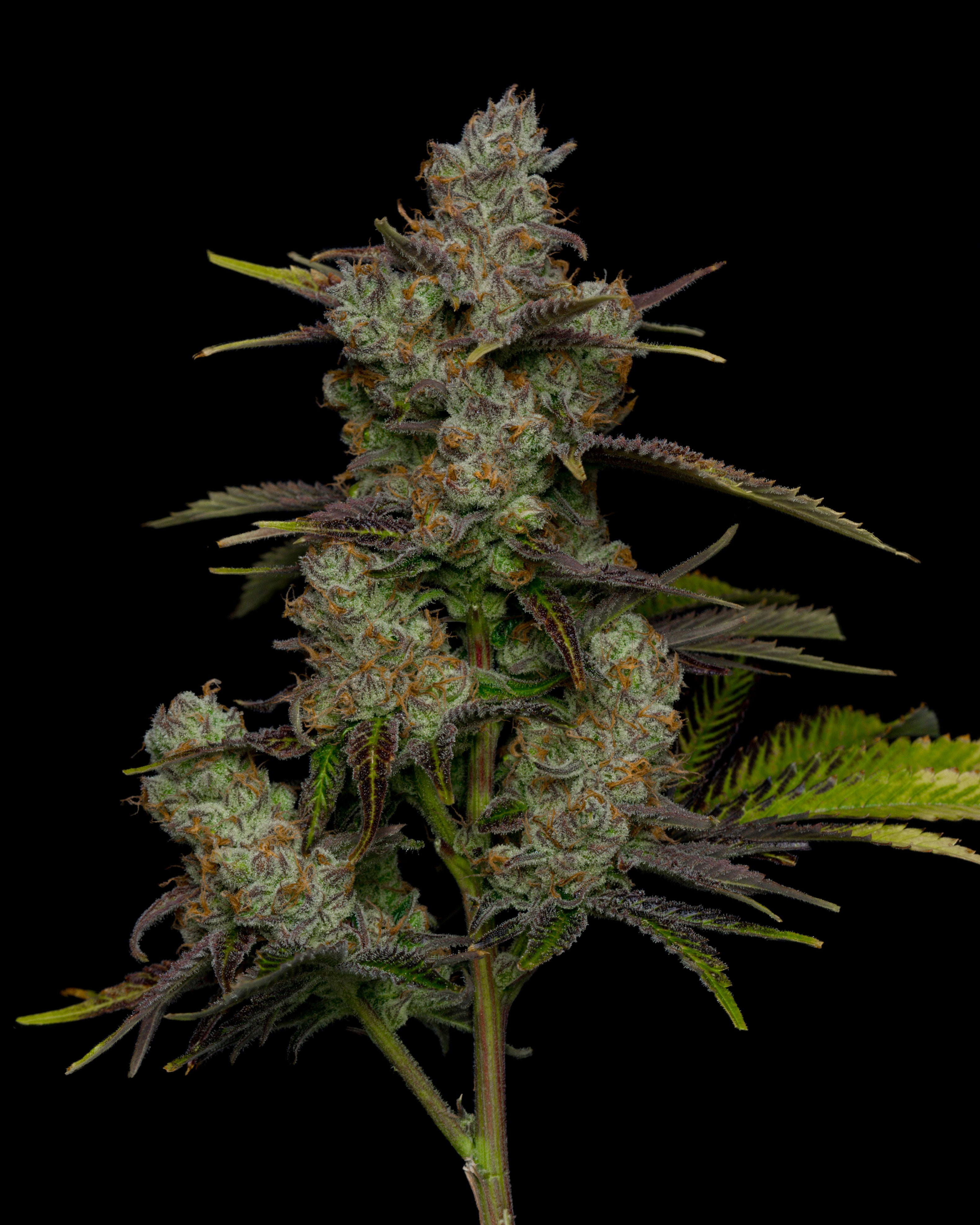 Pineapple express is a sativa dominant hybrid strain.