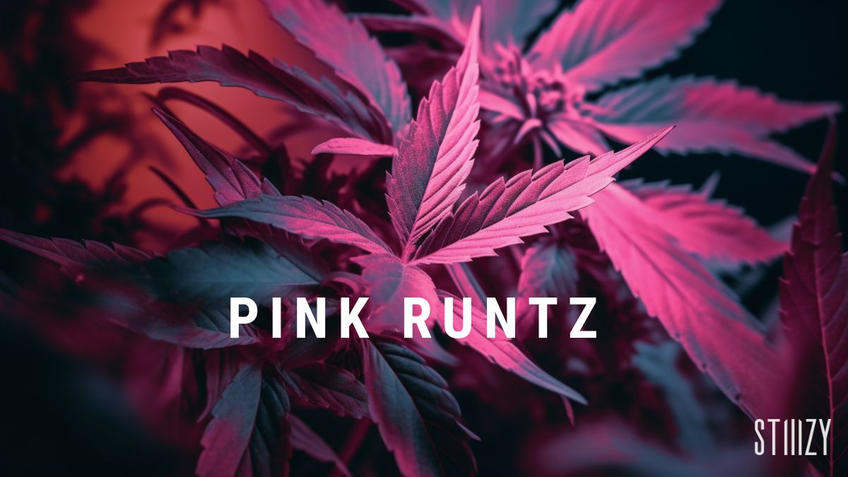 pink runtz weed strain guide